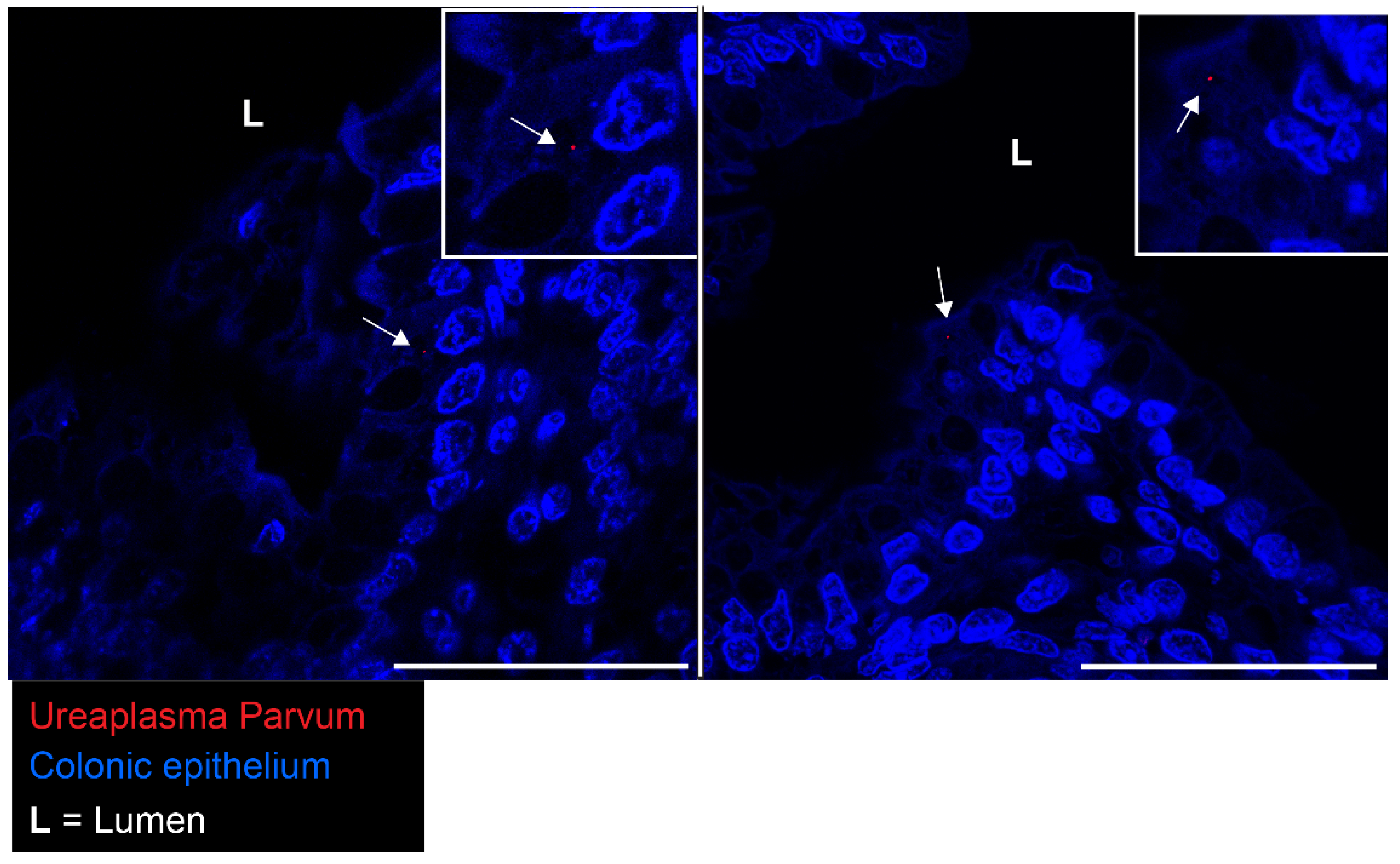 Ijms 25 04000 g010 Ijms 25 04000 g010