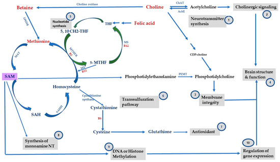 glutathion epigenetics Glutathione: Pharmacological aspects and implications for clinical use in non-alcoholic fatty liver disease Glutathione Metabolism - an overview