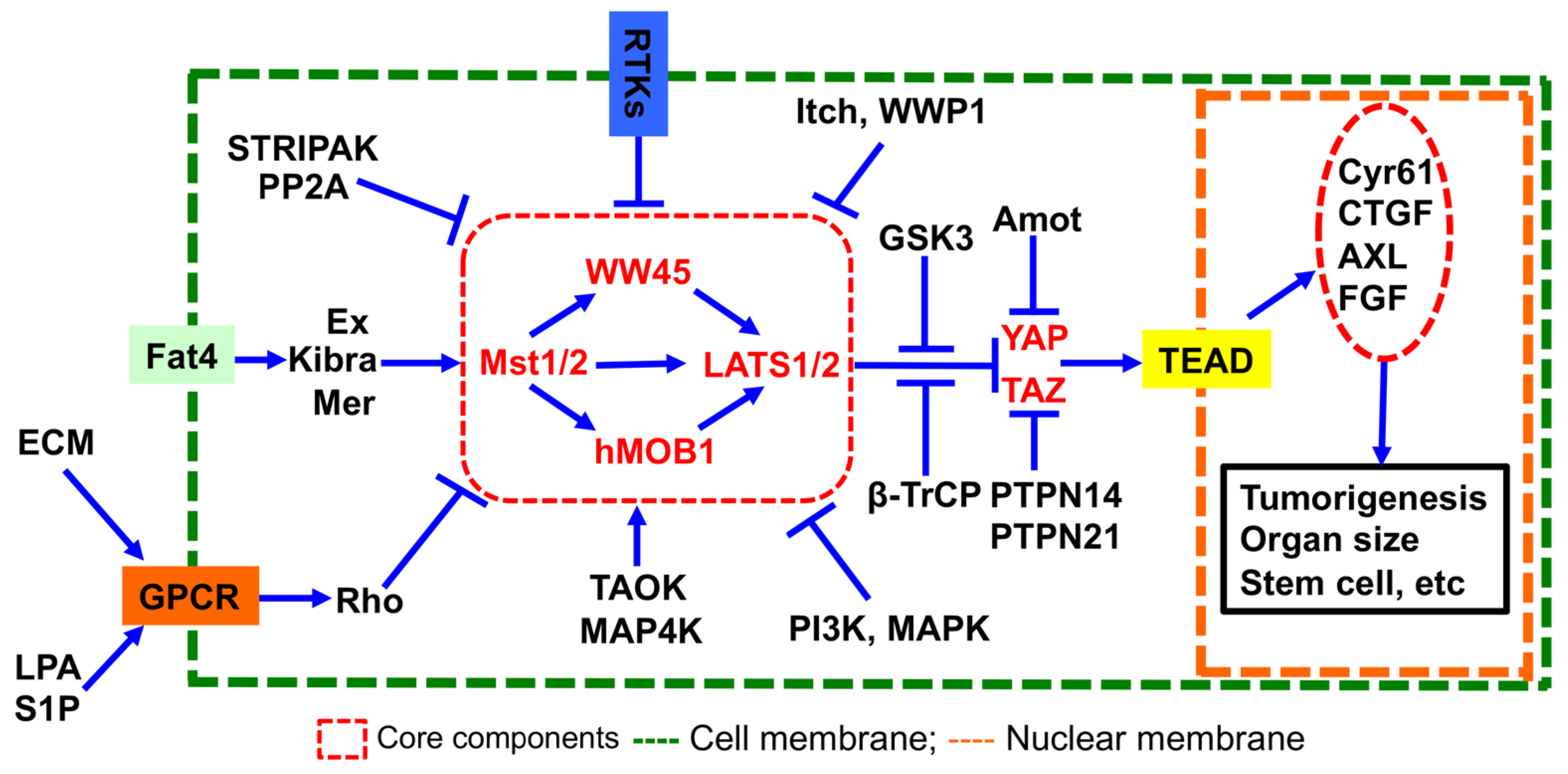 Ijms 25 04064 g001 Ijms 25 04064 g001