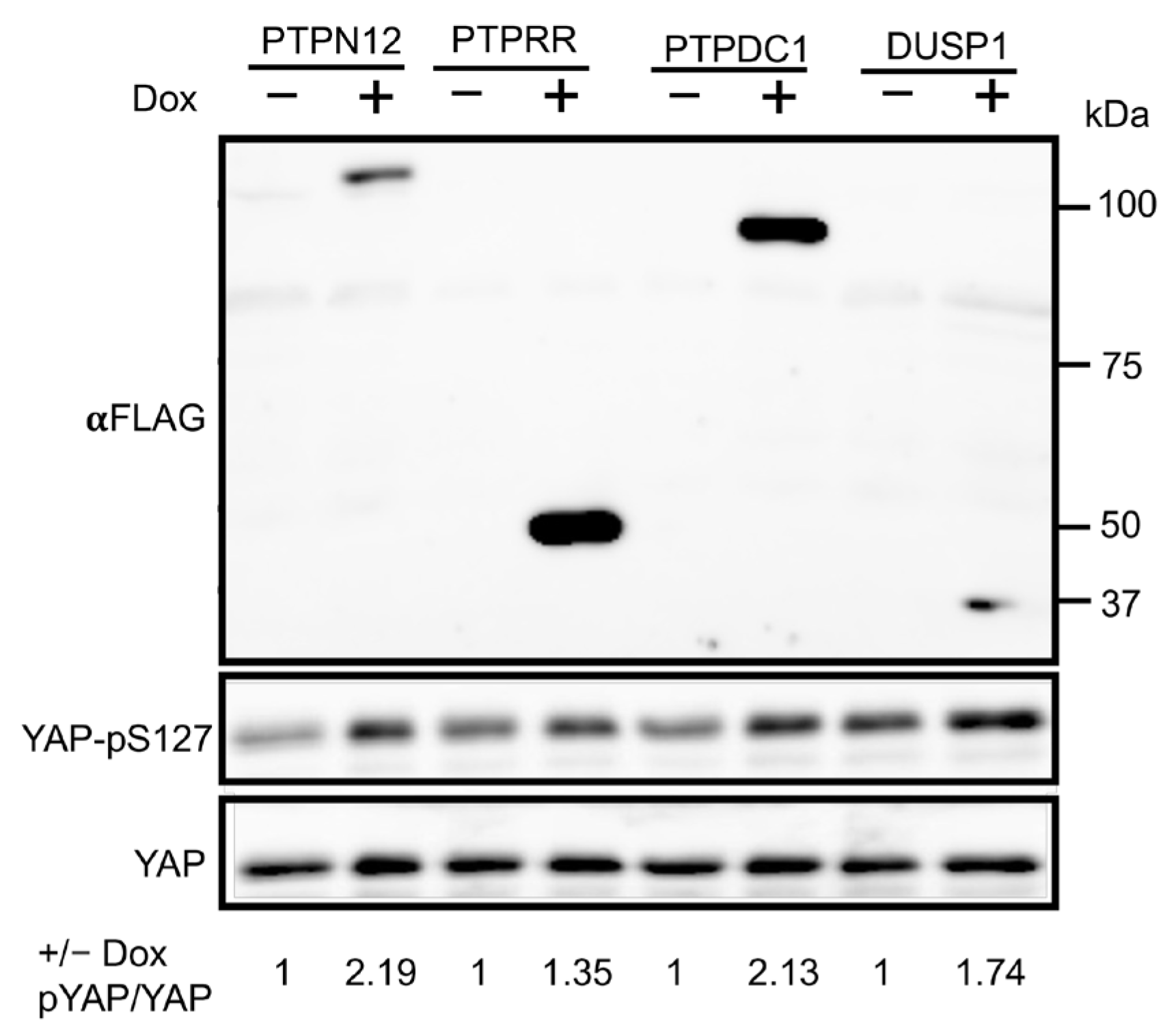 Ijms 25 04064 g004 Ijms 25 04064 g004