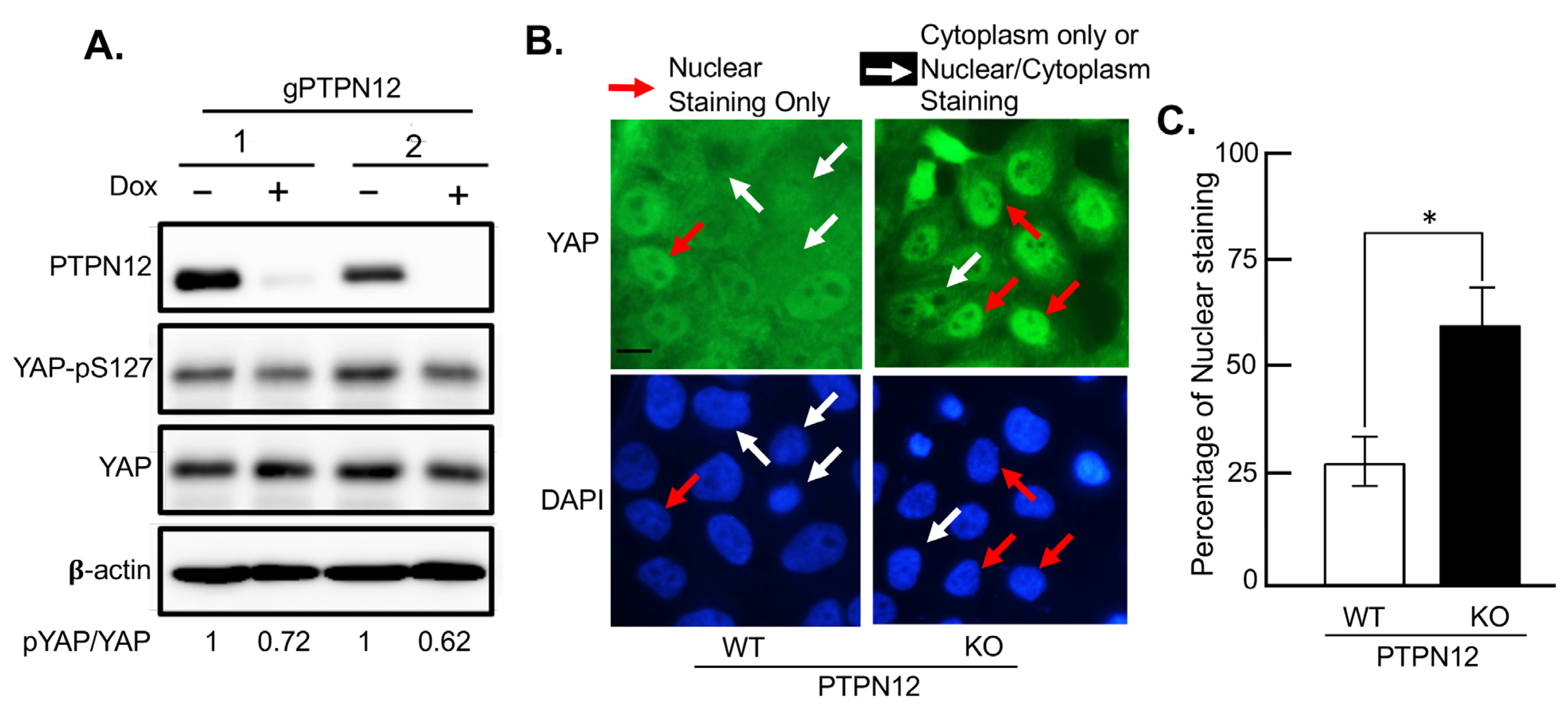 Ijms 25 04064 g006 Ijms 25 04064 g006