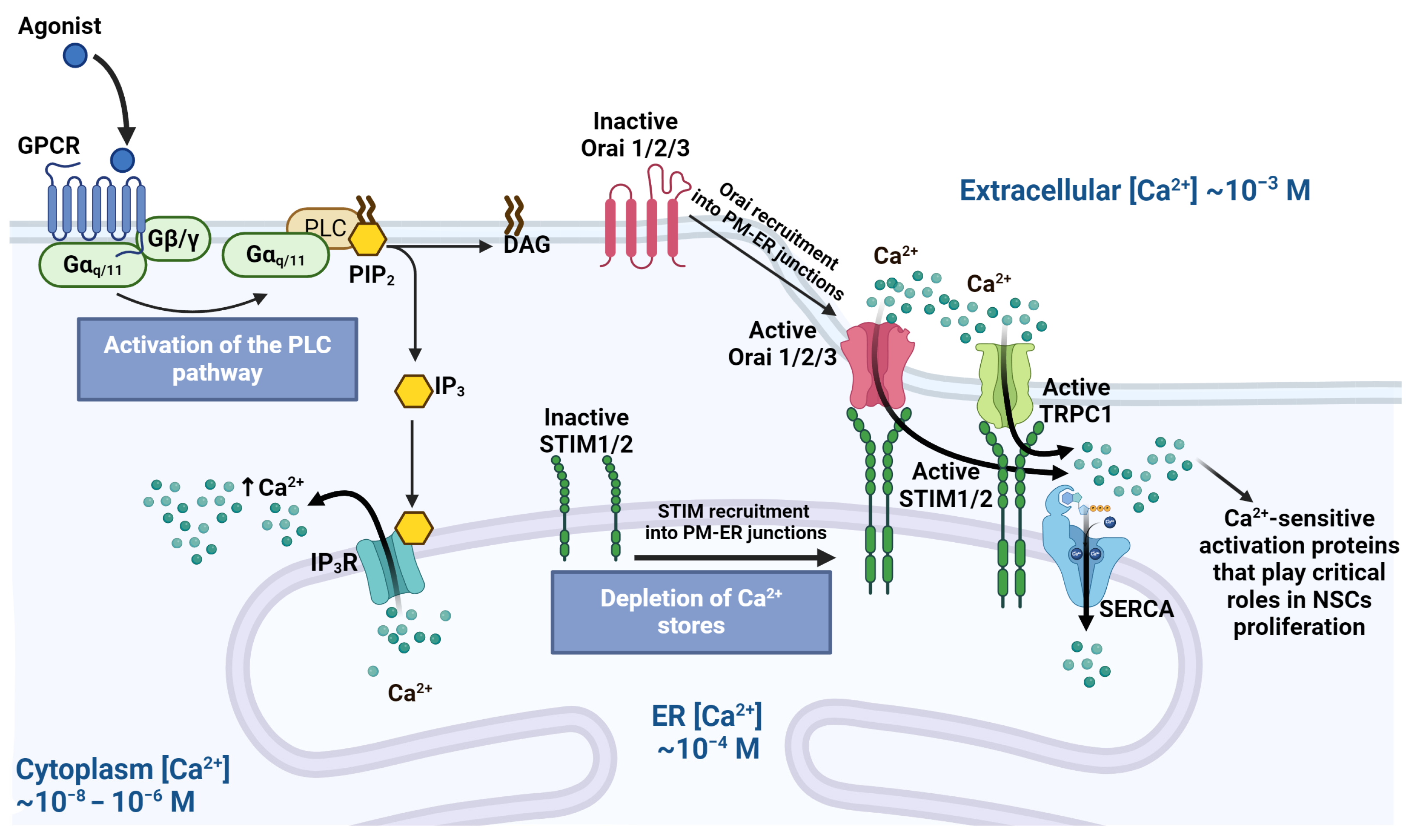 Ijms 25 04073 g002 Ijms 25 04073 g002