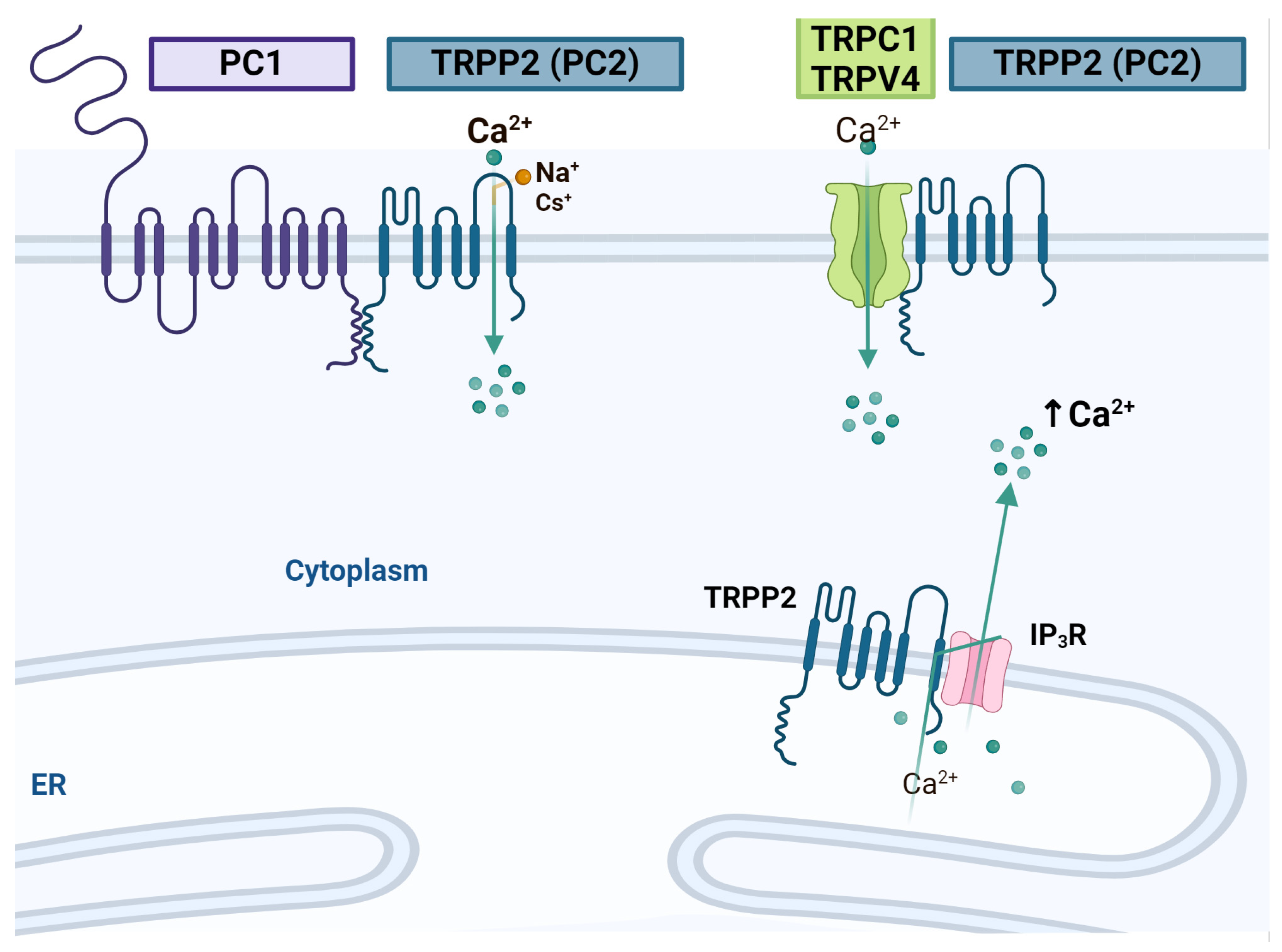 Ijms 25 04073 g005 Ijms 25 04073 g005