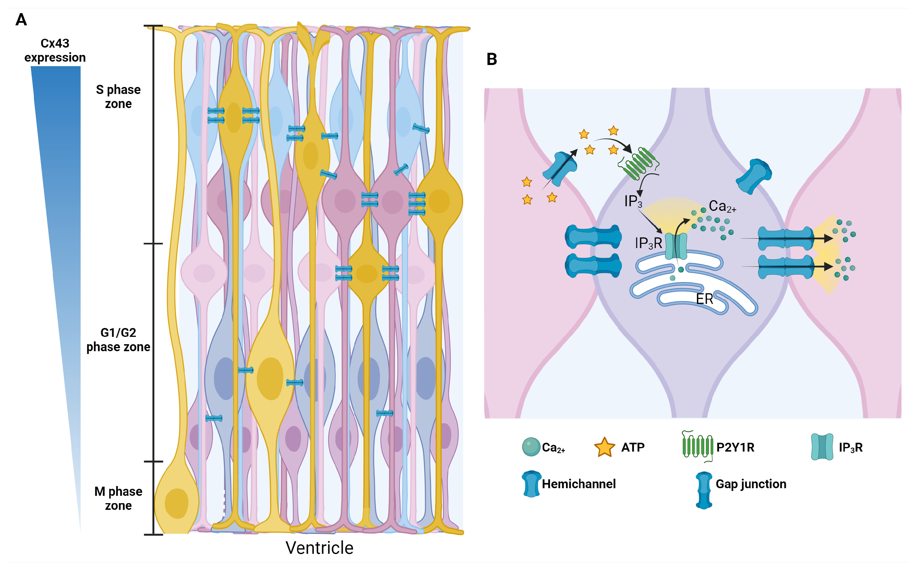 Ijms 25 04073 g007 Ijms 25 04073 g007