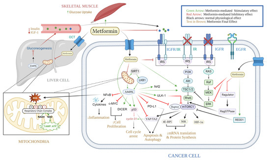 fontaine 84個セット Action Mechanism of Metformin and Its Application in