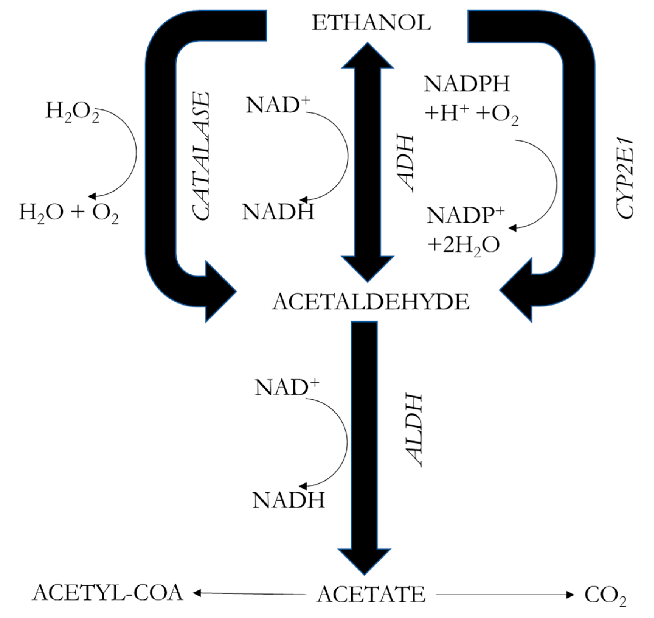 Ijms 25 04100 g001 Ijms 25 04100 g001