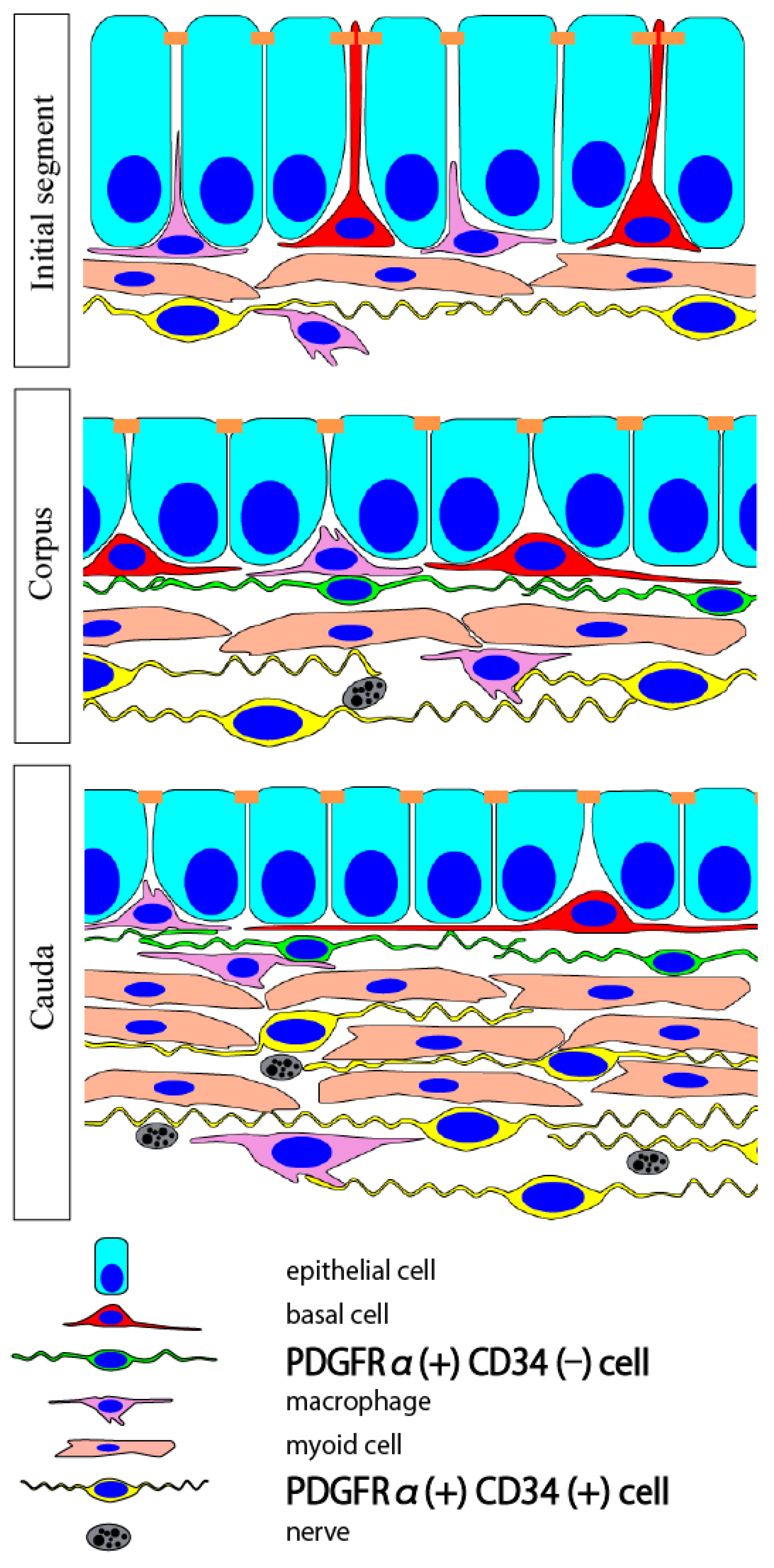 IJMS | Free Full-Text | Insights on Platelet-Derived Growth Factor ...
