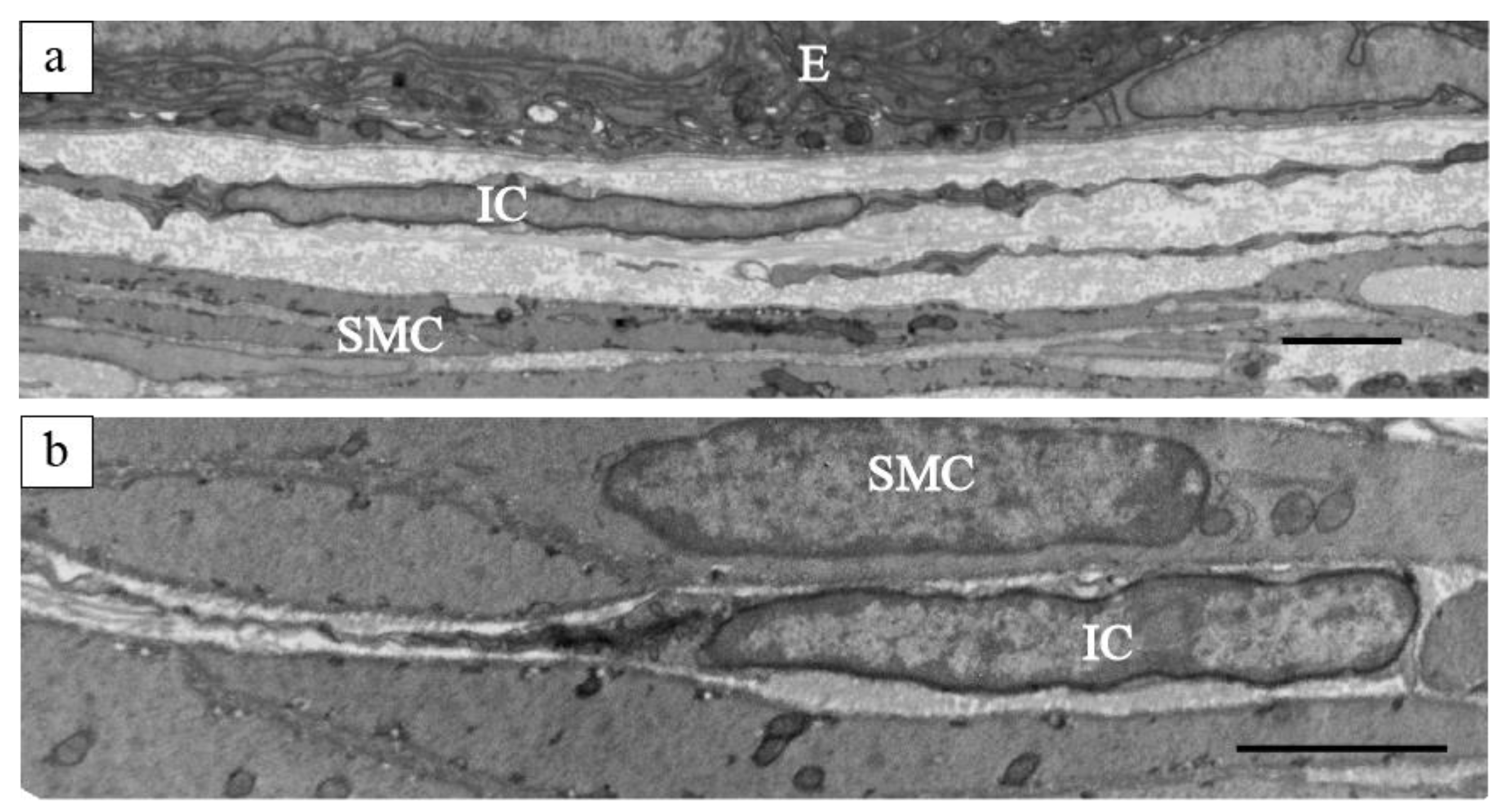 Ijms 25 04128 g002 Ijms 25 04128 g002