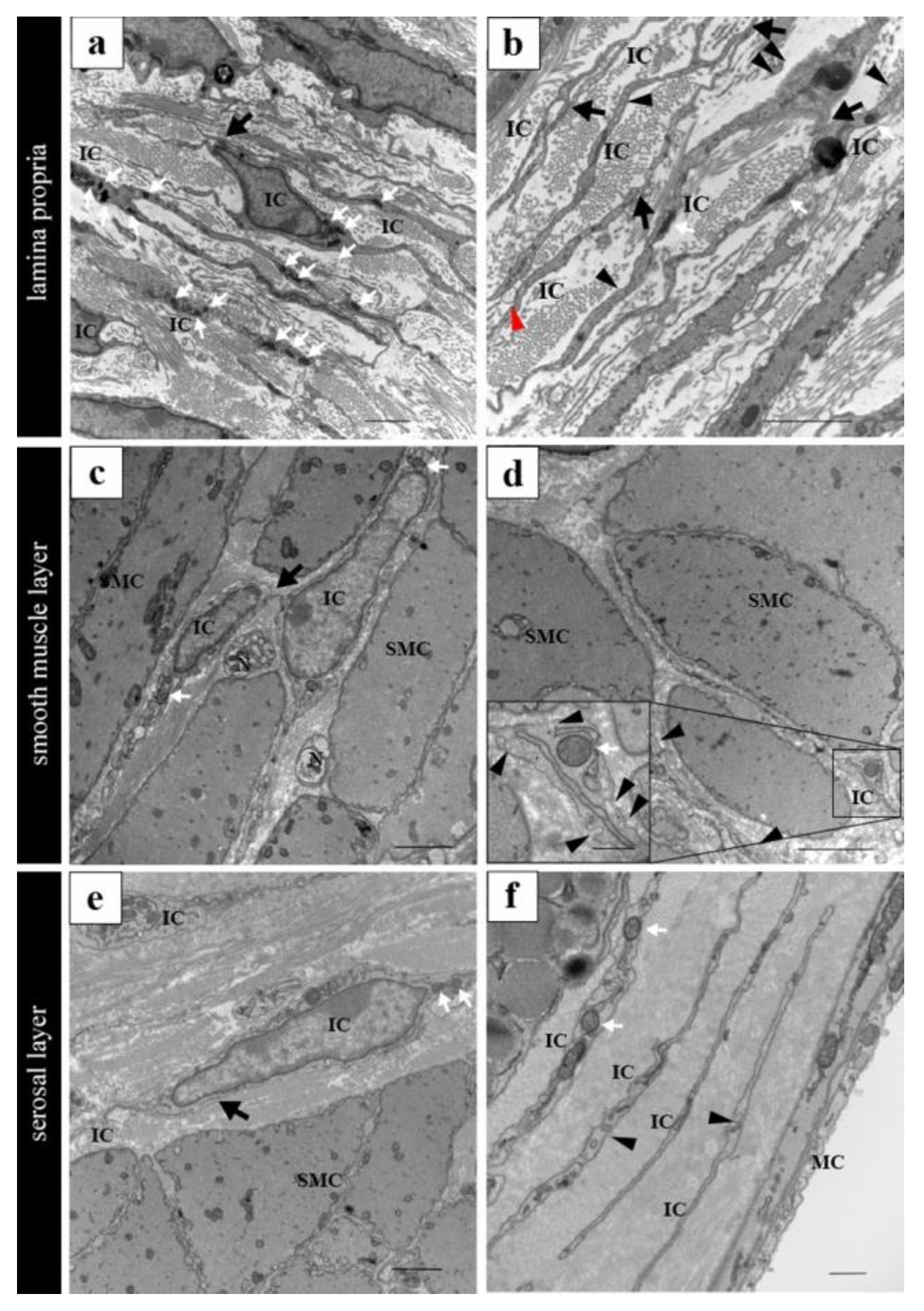 Ijms 25 04128 g005 Ijms 25 04128 g005