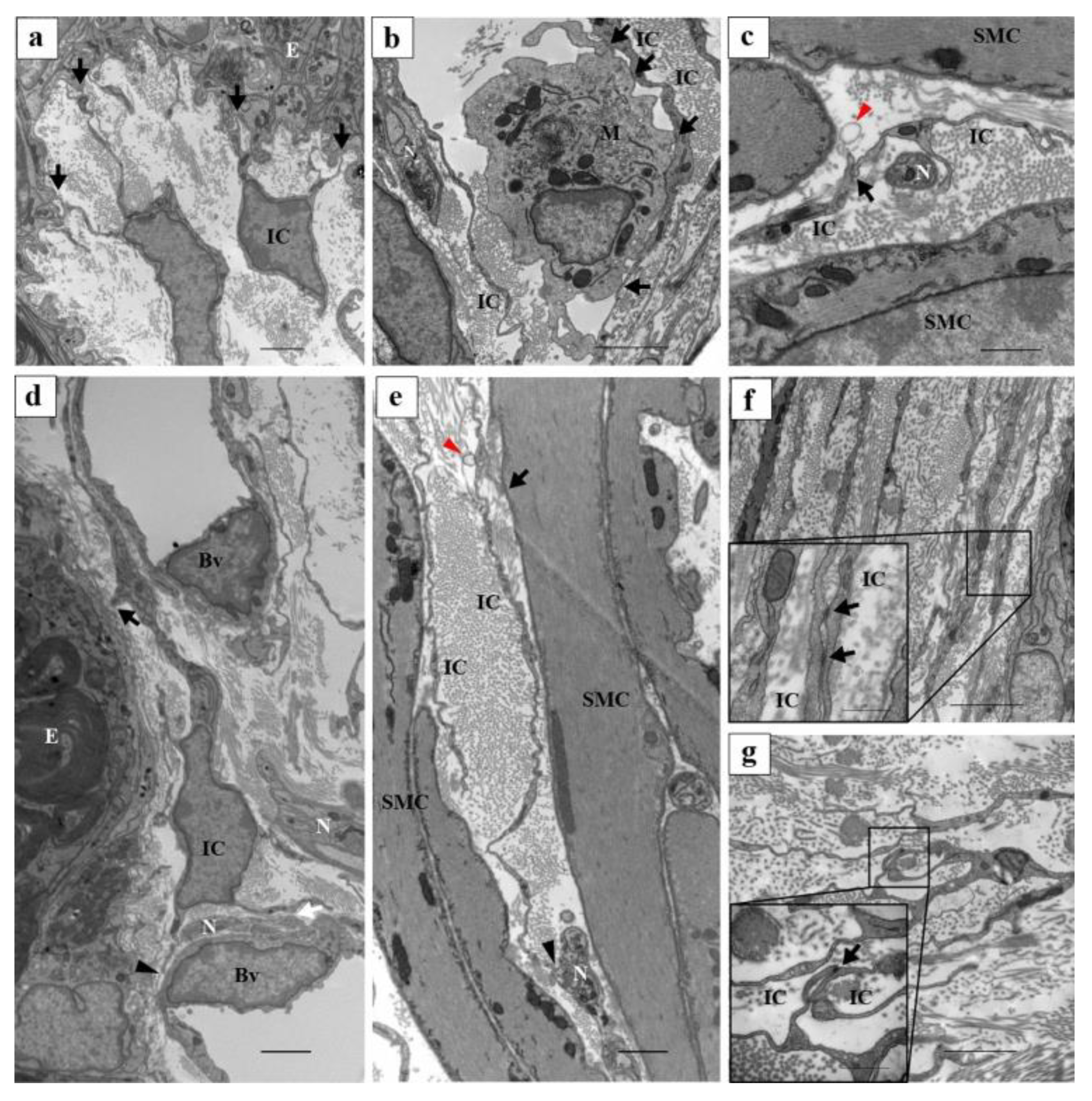 Ijms 25 04128 g006 Ijms 25 04128 g006