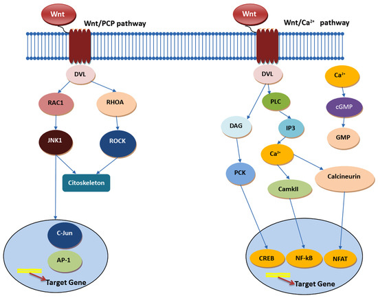 The Impact of Cancer Stem Cells in Colorectal Cancer
