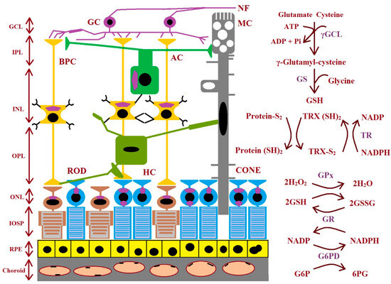 glutathione for macular degeneration The Role of Glutathione in Age-Related Macular Degeneration (AMD)
