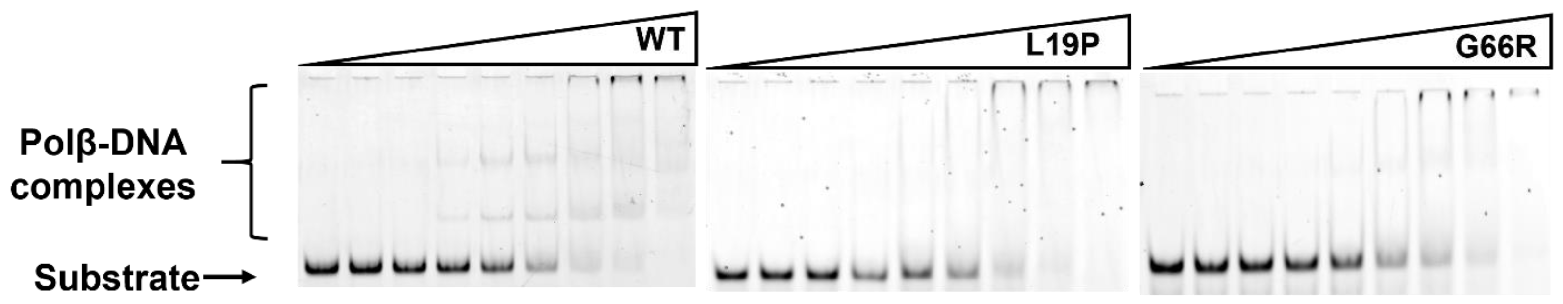 Ijms 25 04182 g004 Ijms 25 04182 g004