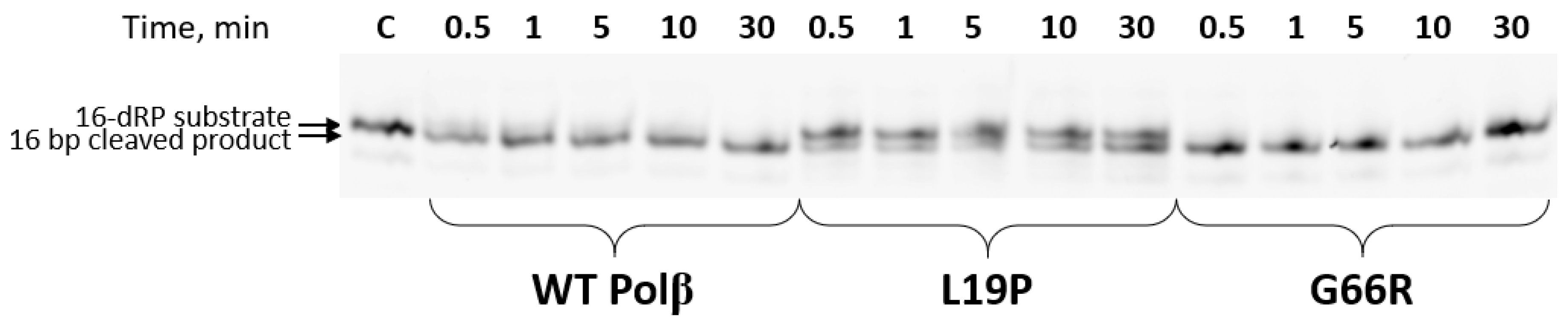 Ijms 25 04182 g009 Ijms 25 04182 g009