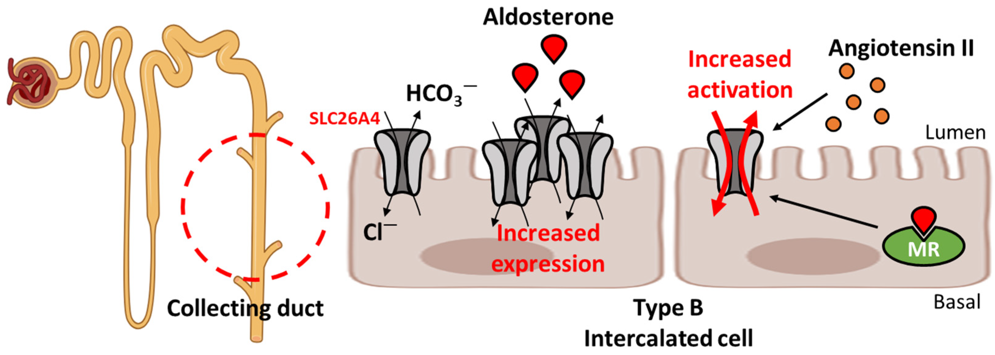 Ijms 25 04190 g002 Ijms 25 04190 g002