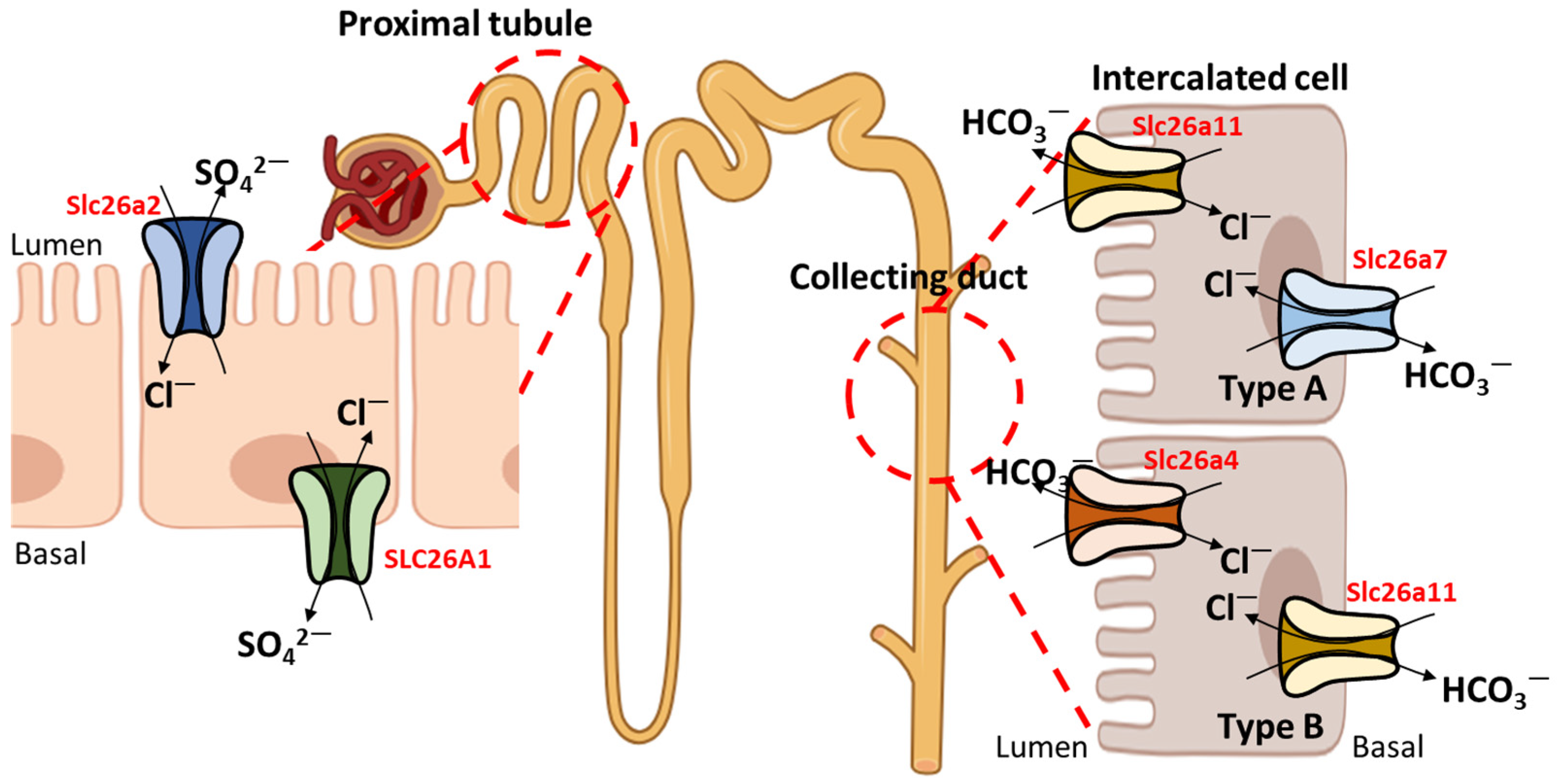 Ijms 25 04190 g003 Ijms 25 04190 g003