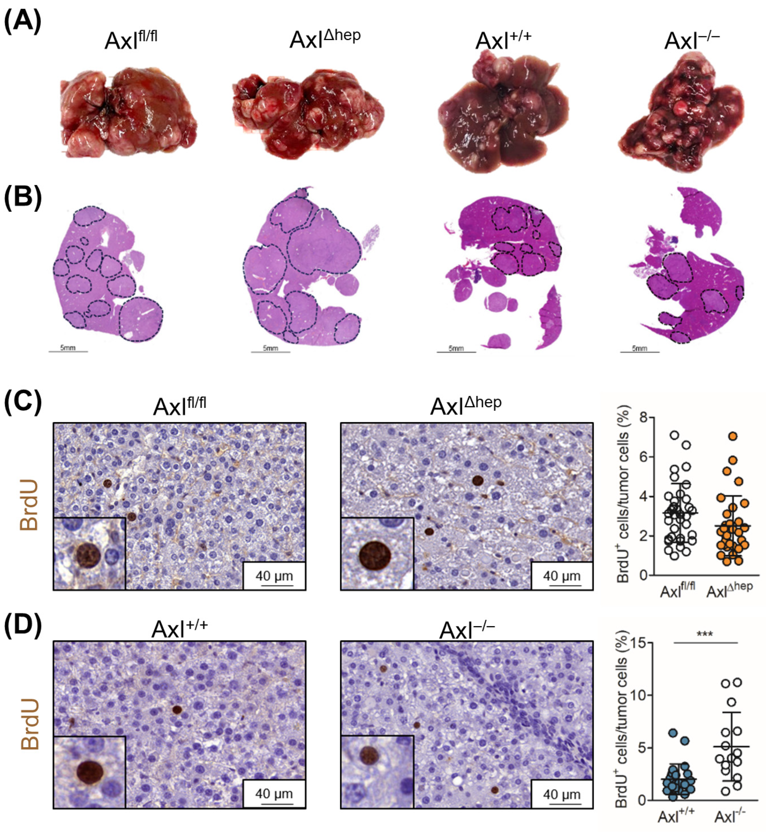 Ijms 25 04202 g004 Ijms 25 04202 g004