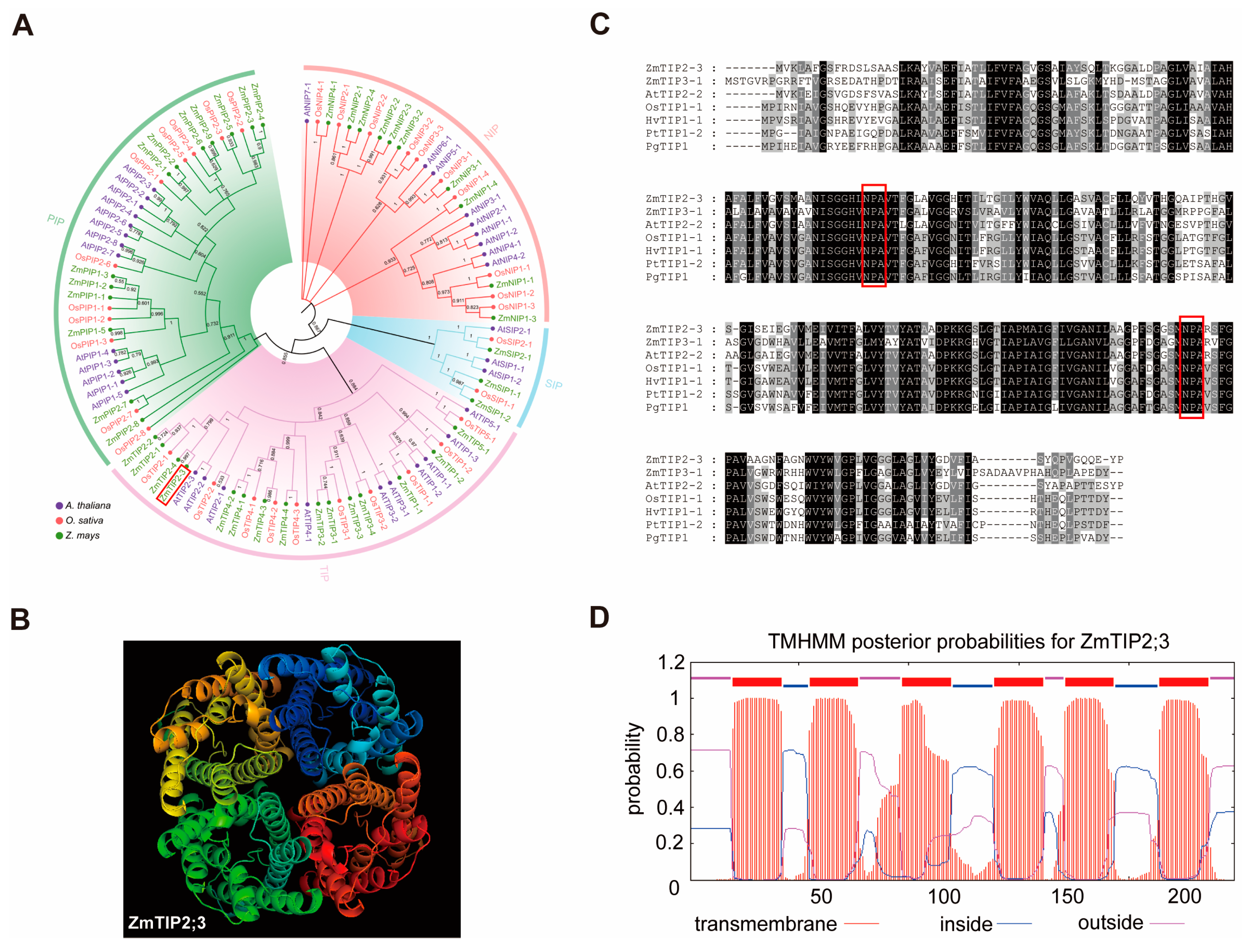 Aquaporin ZmTIP2;3 Promotes Drought Resistance of Maize