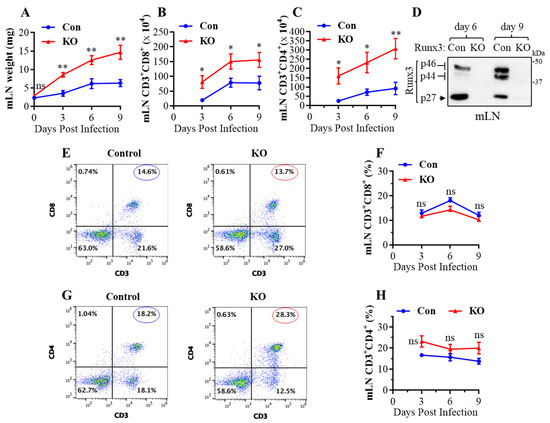 ｃｄ3 ZX SPECTRUM 128 +3 GOTEK - 3D PRINTED MOUNT - OLED DISPLAY - FLASH