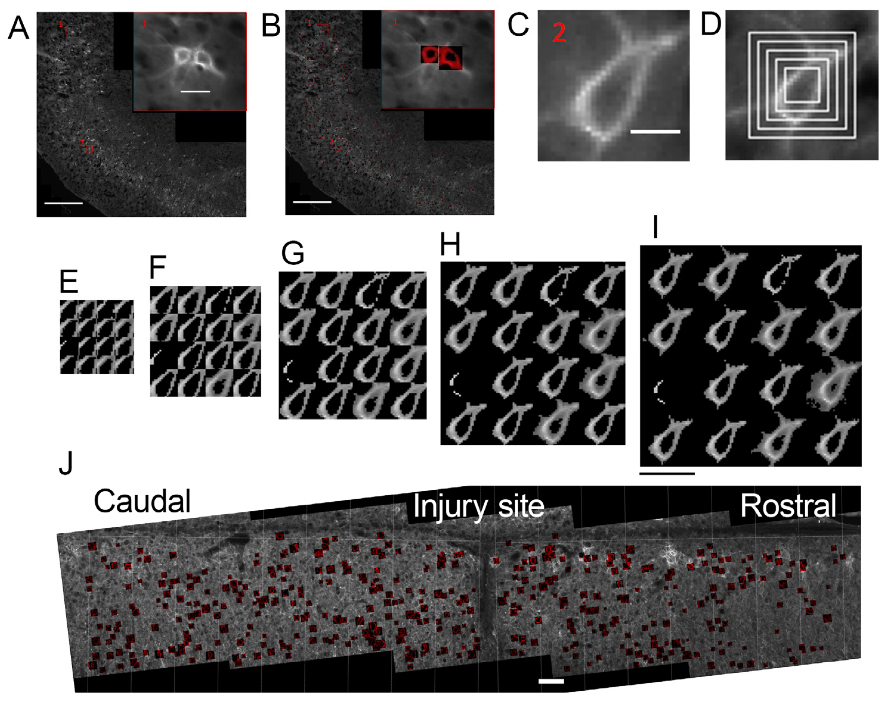 Ijms 25 04227 g002 Ijms 25 04227 g002