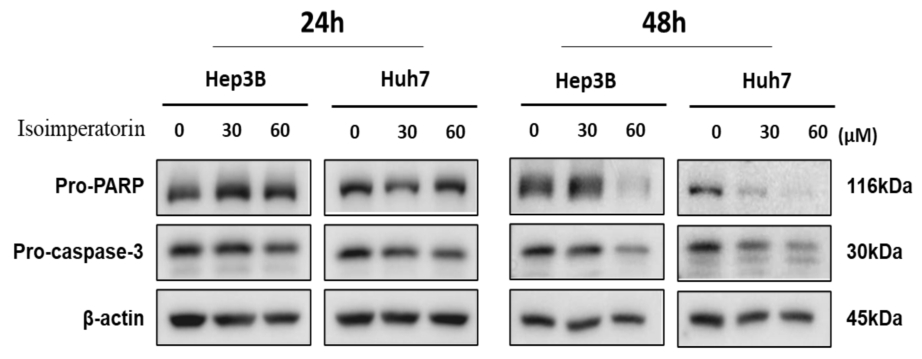 Ijms 25 04248 g003 Ijms 25 04248 g003