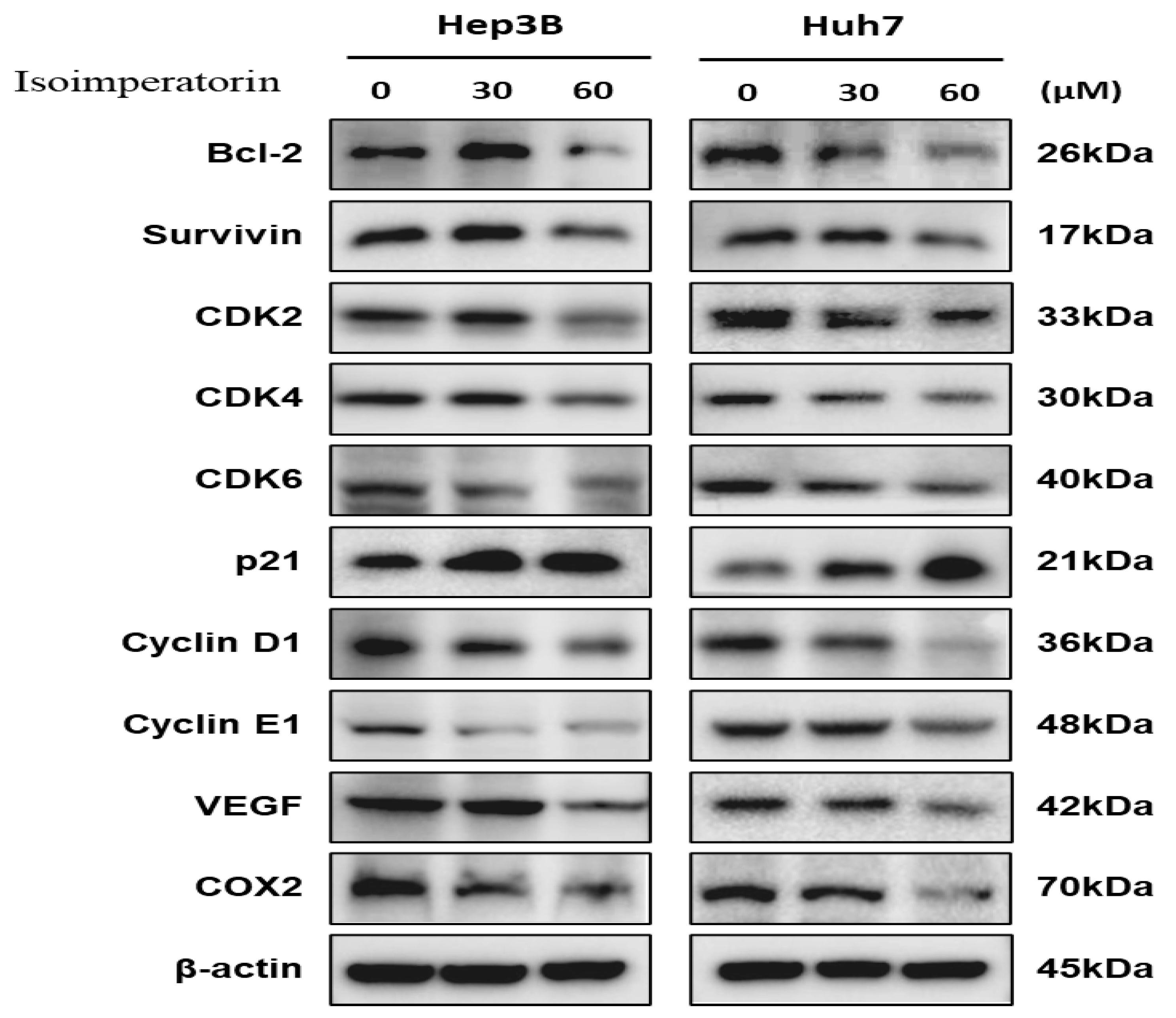 Ijms 25 04248 g004 Ijms 25 04248 g004