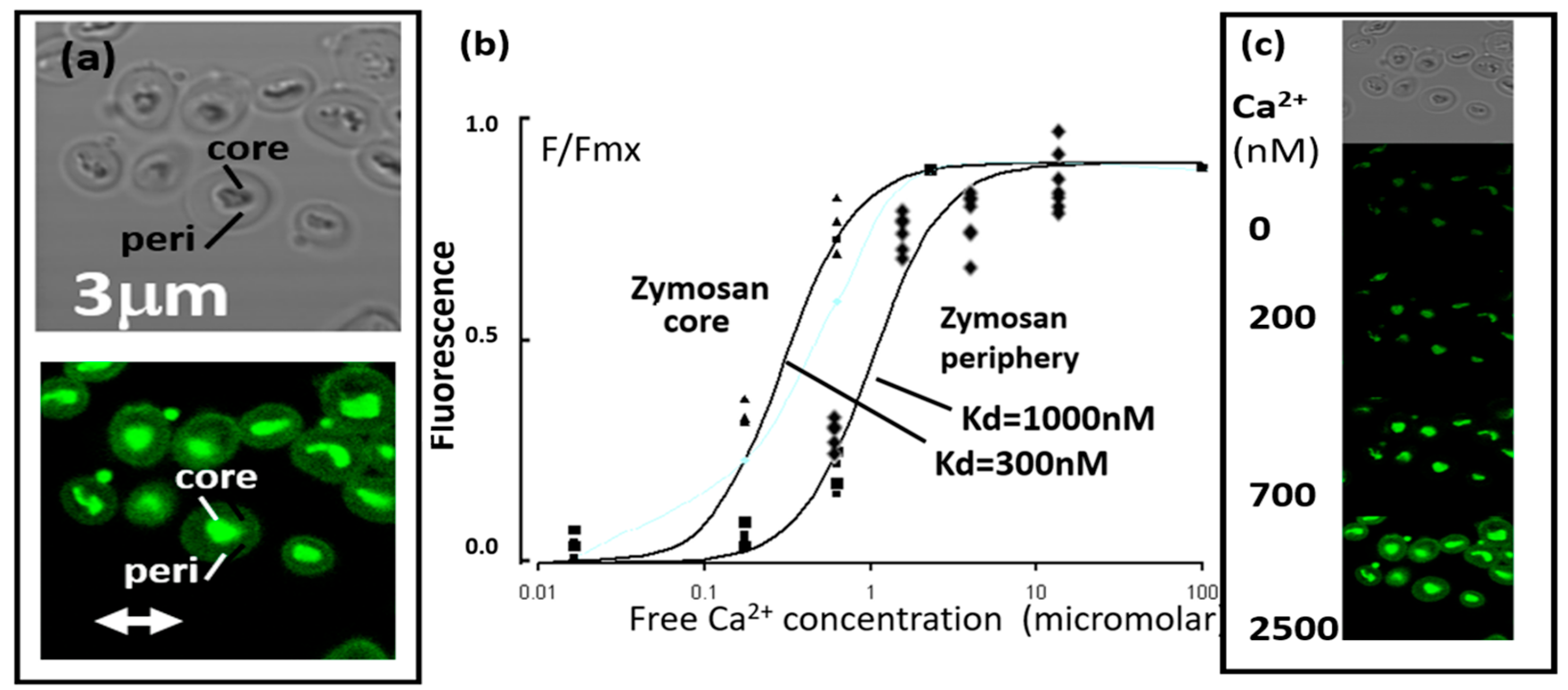 Ijms 25 04254 g001 Ijms 25 04254 g001