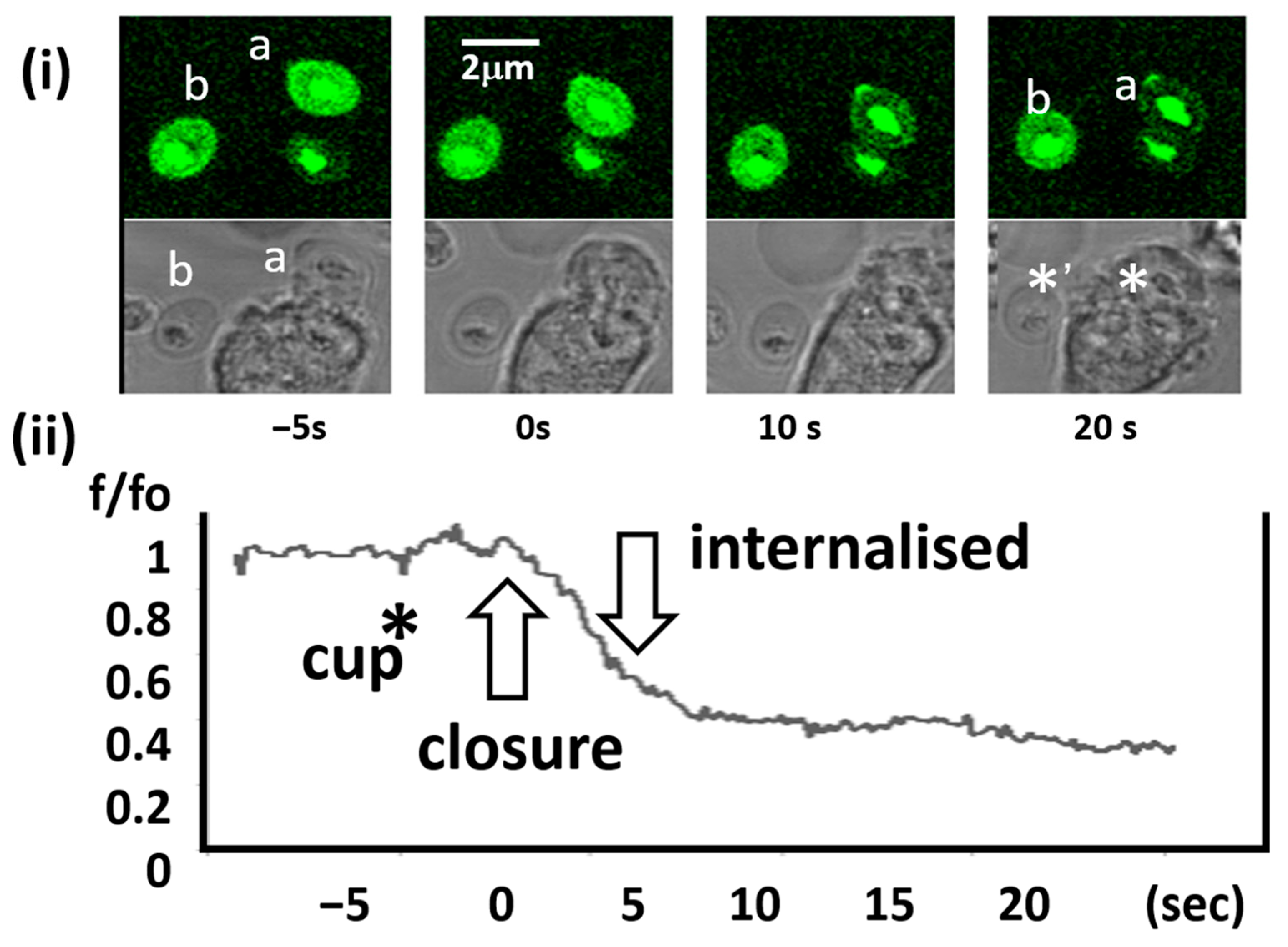 Ijms 25 04254 g004 Ijms 25 04254 g004