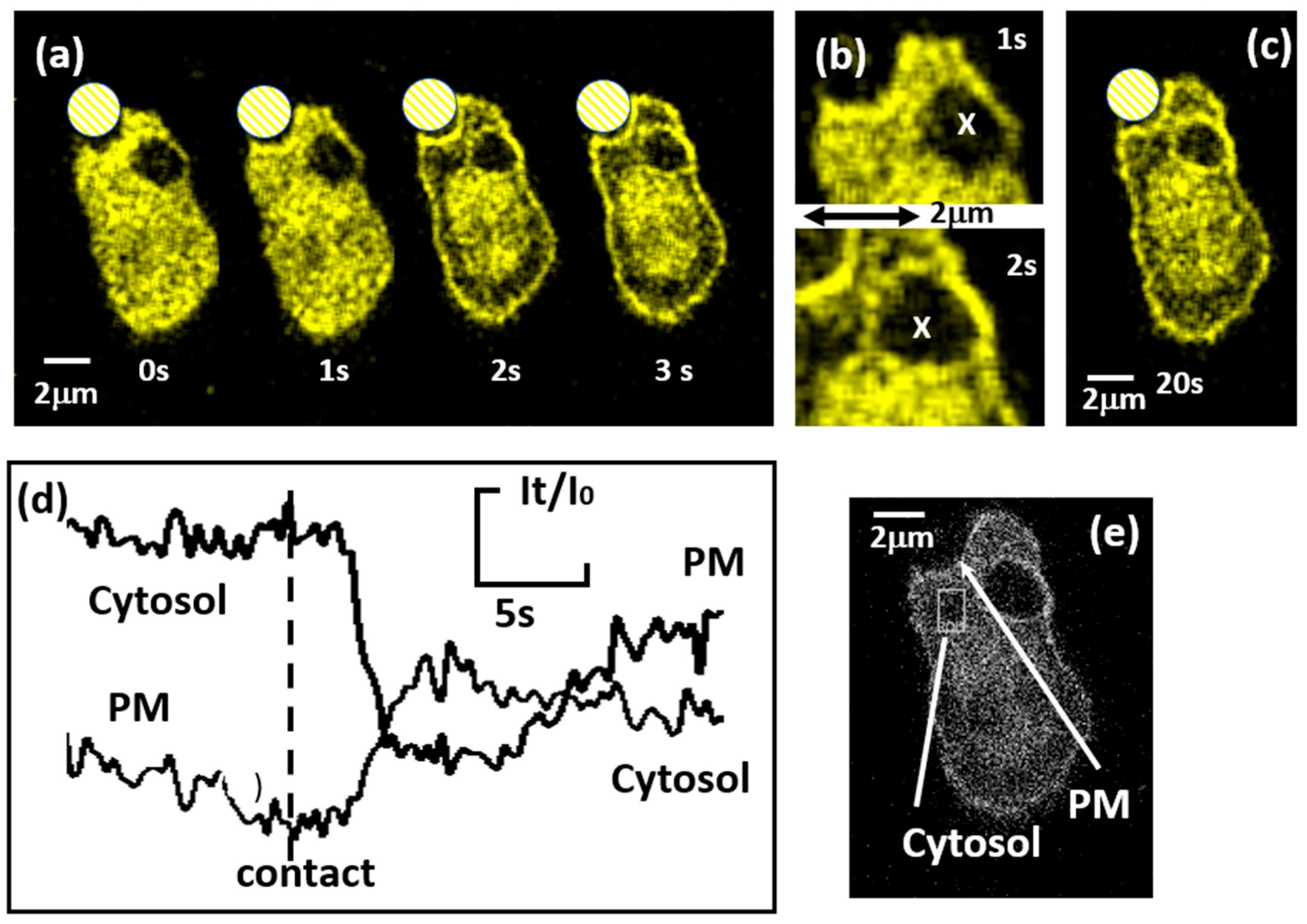 Ijms 25 04254 g005 Ijms 25 04254 g005