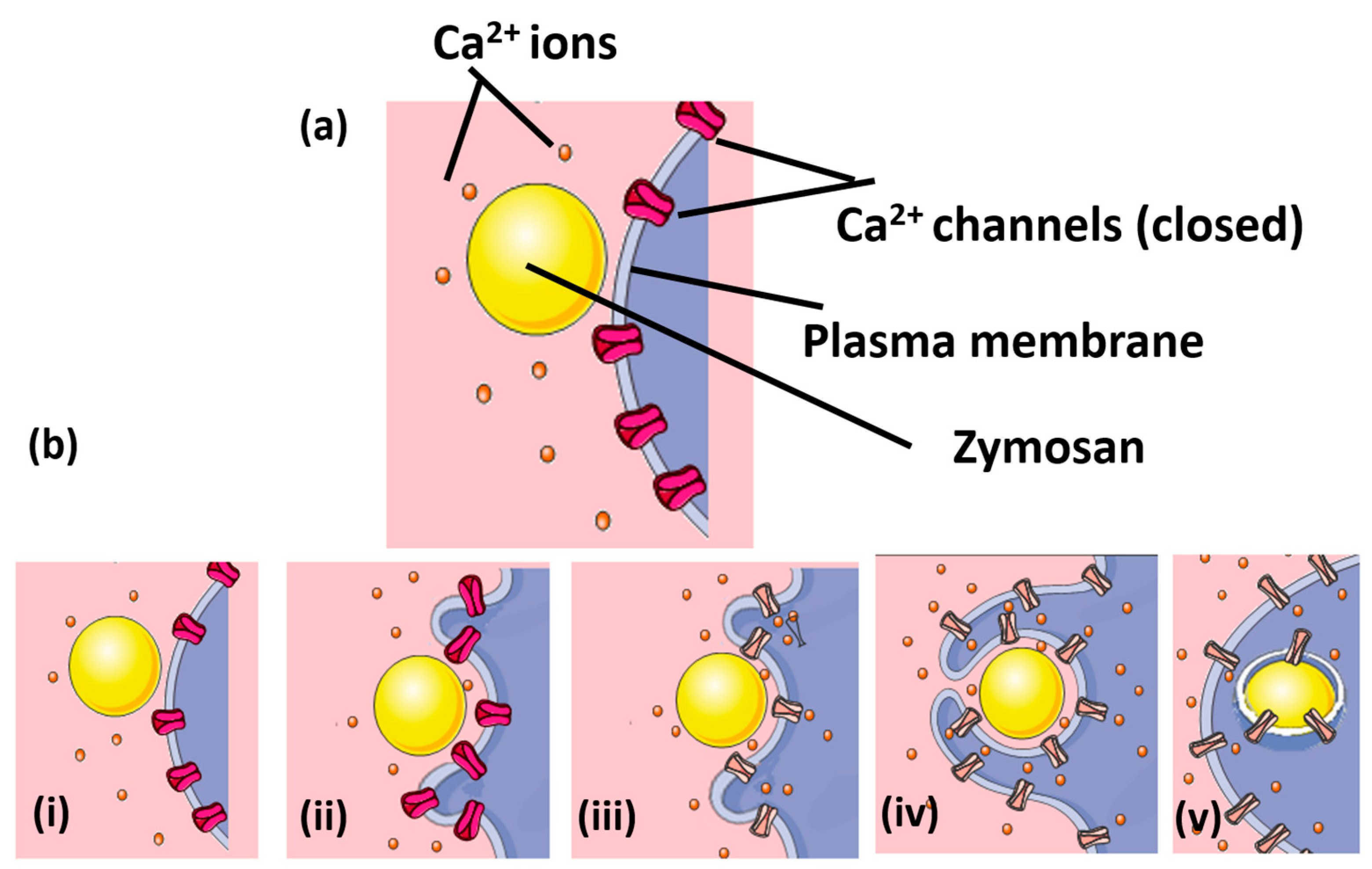 Ijms 25 04254 g006 Ijms 25 04254 g006