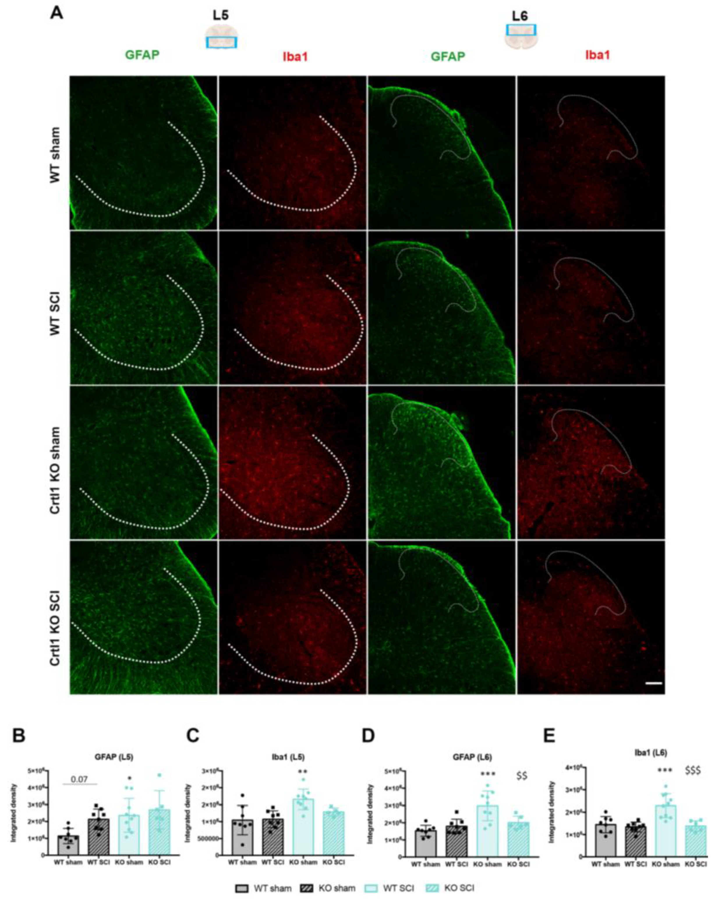 Ijms 25 04267 g006 Ijms 25 04267 g006
