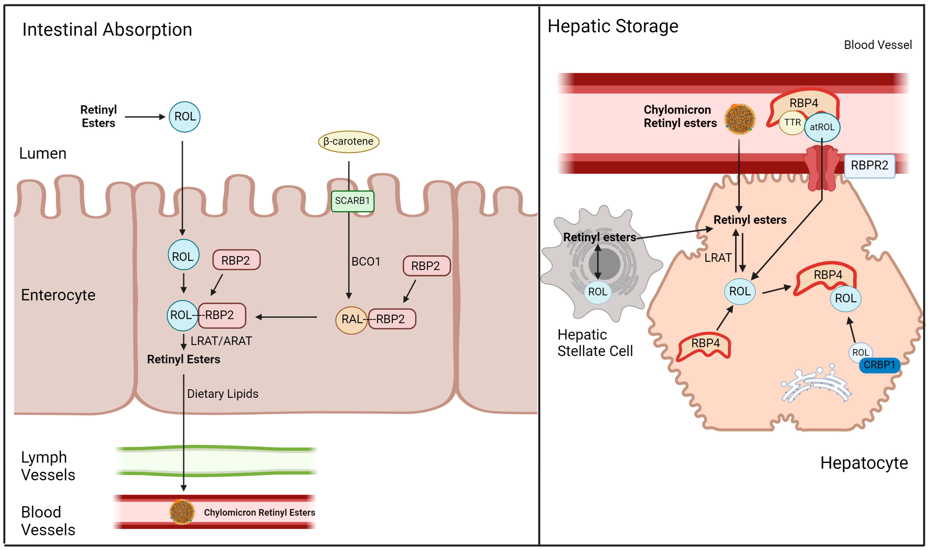 Ijms 25 04278 g001 Ijms 25 04278 g001