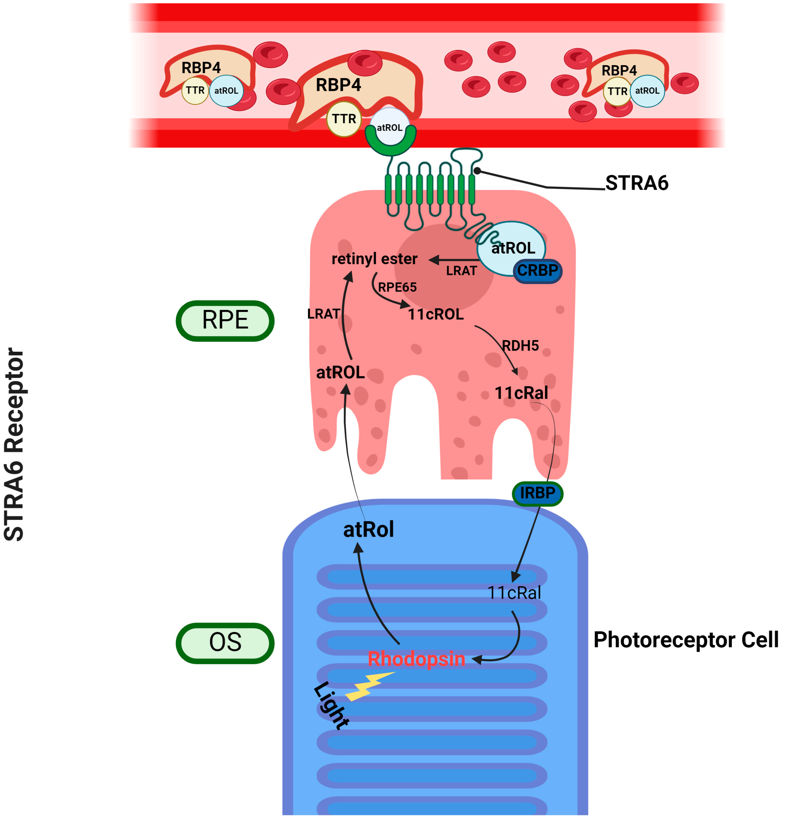 Ijms 25 04278 g002 Ijms 25 04278 g002
