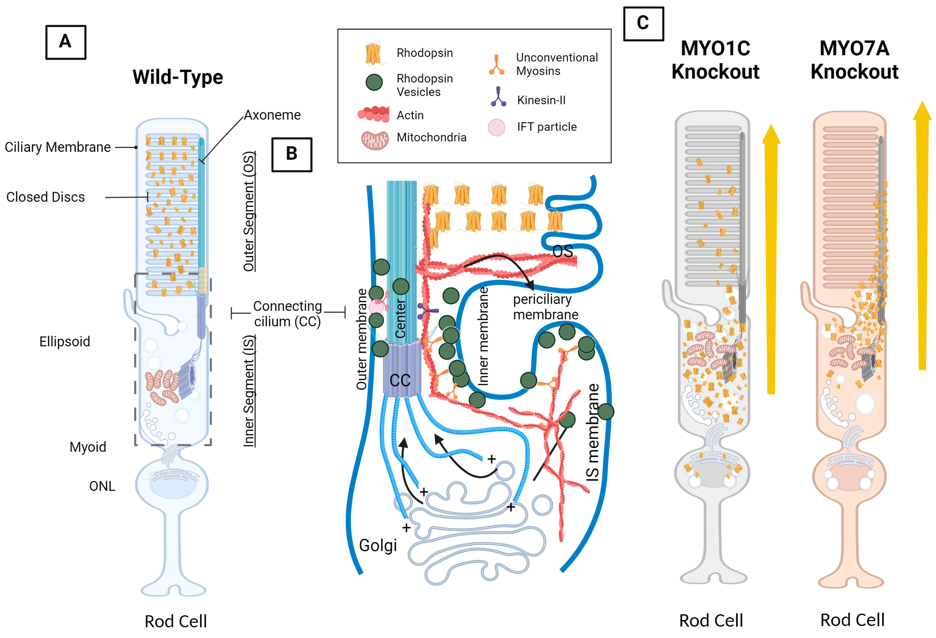 Ijms 25 04278 g003 Ijms 25 04278 g003