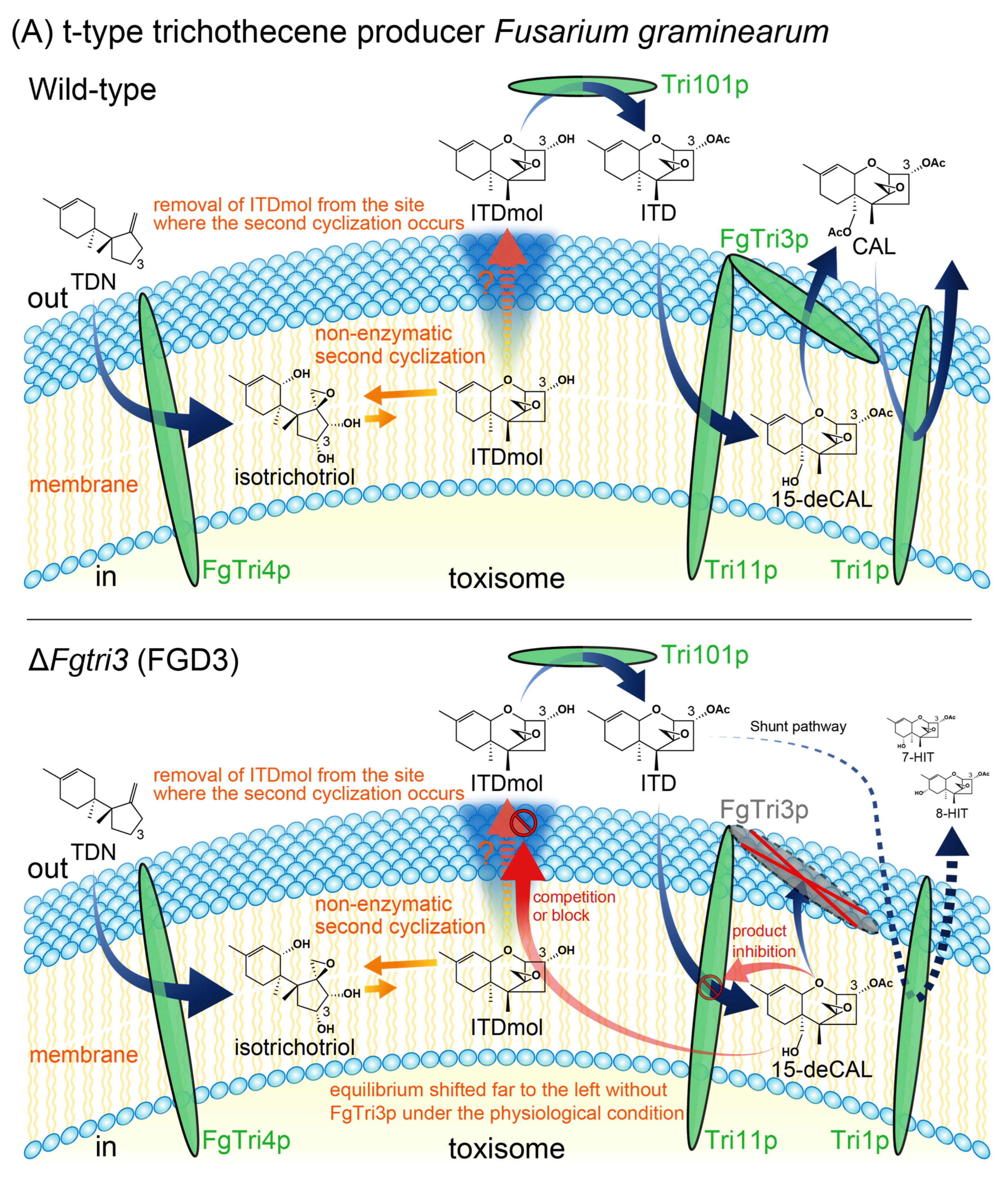 Ijms 25 04288 g005a Ijms 25 04288 g005a
