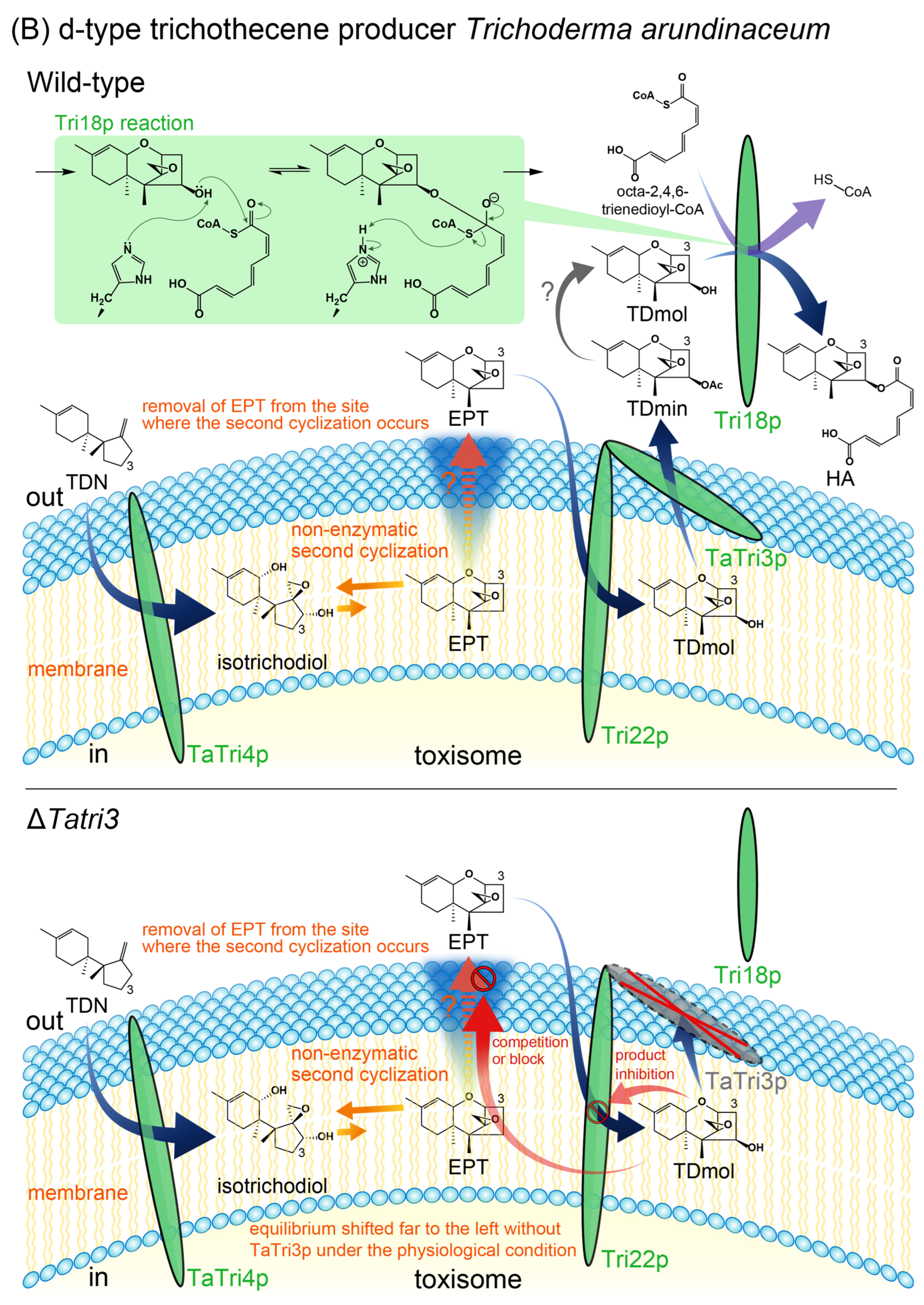 Ijms 25 04288 g005b Ijms 25 04288 g005b