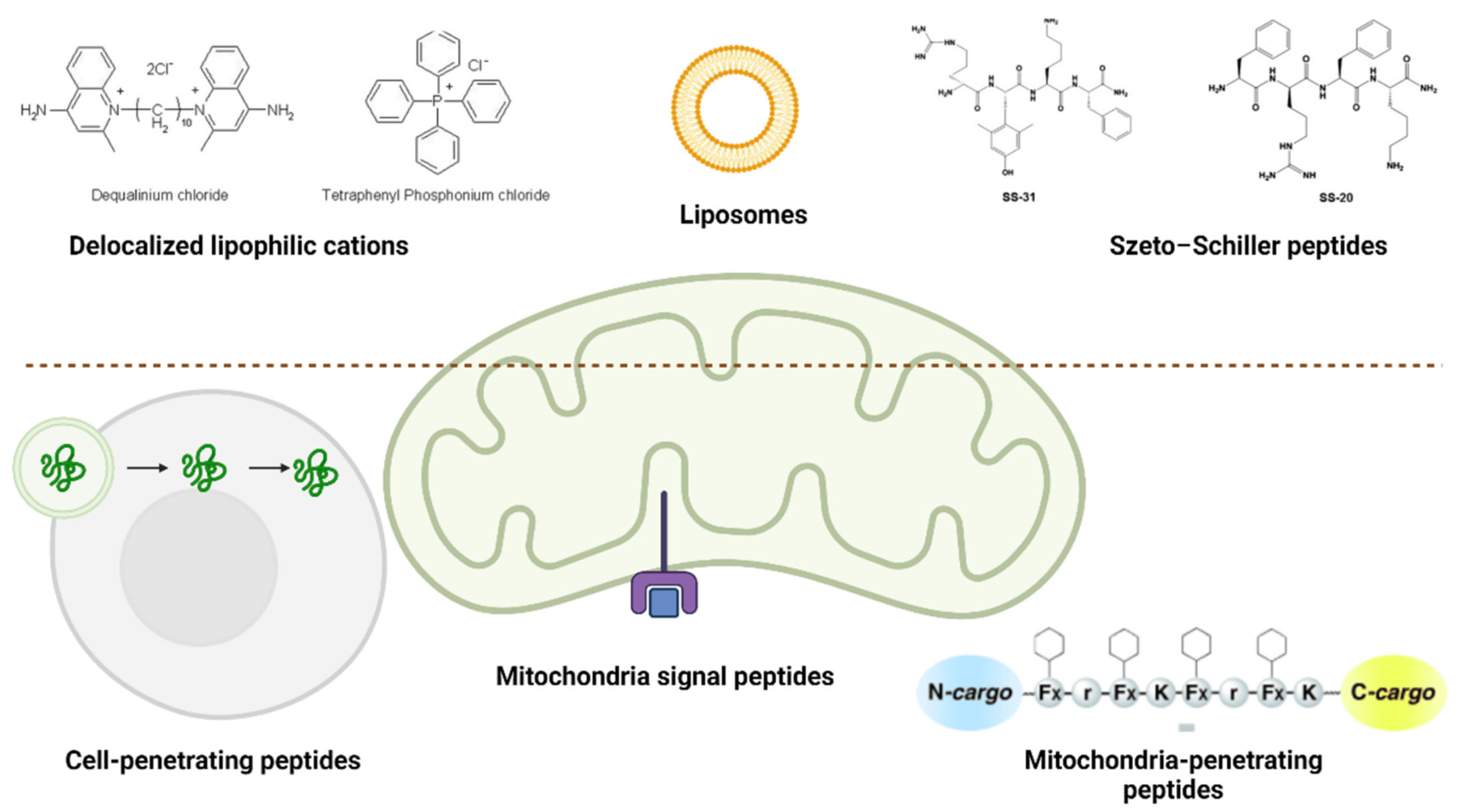 Ijms 25 04300 g004 Ijms 25 04300 g004