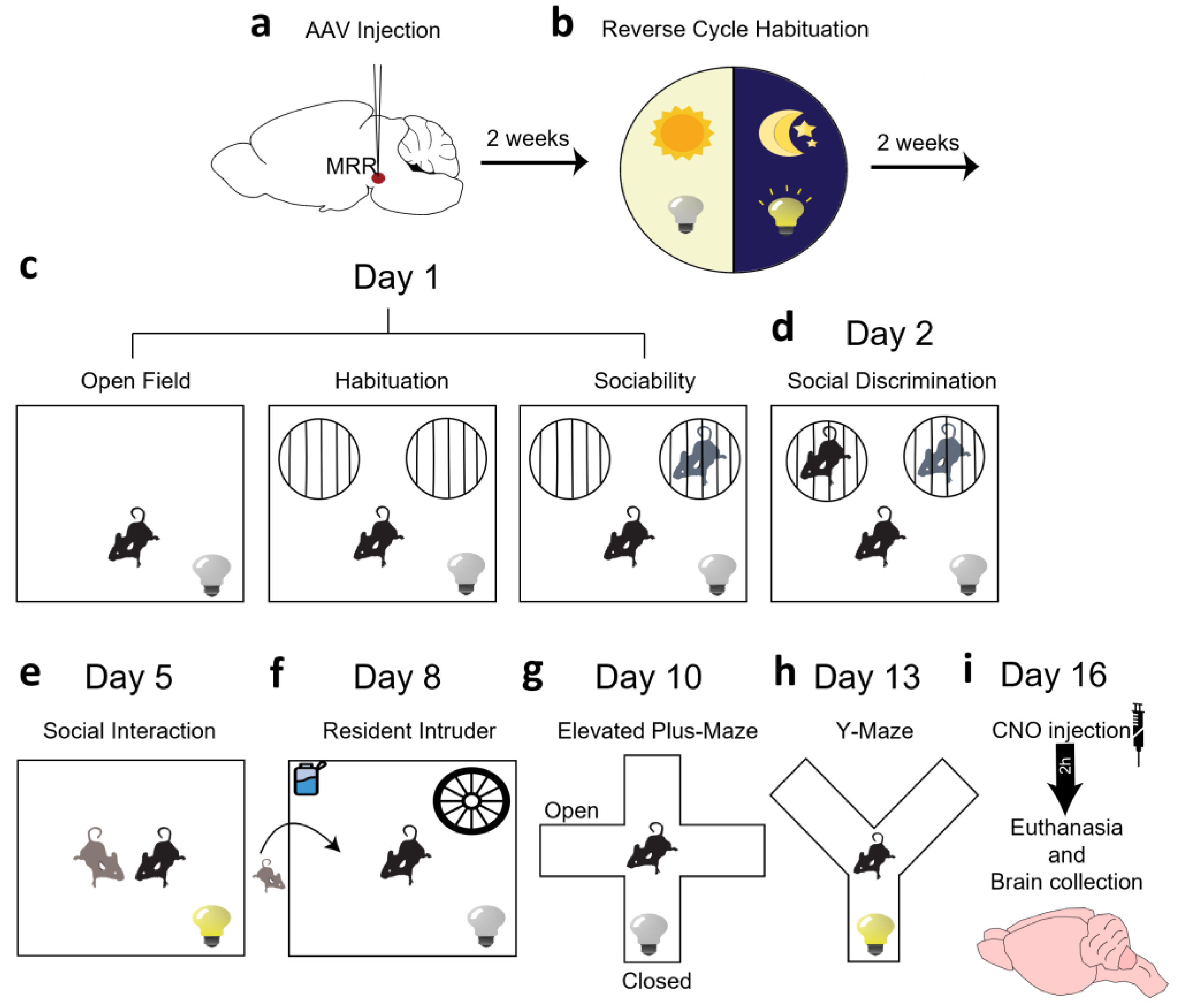 Ijms 25 04315 g001 Ijms 25 04315 g001