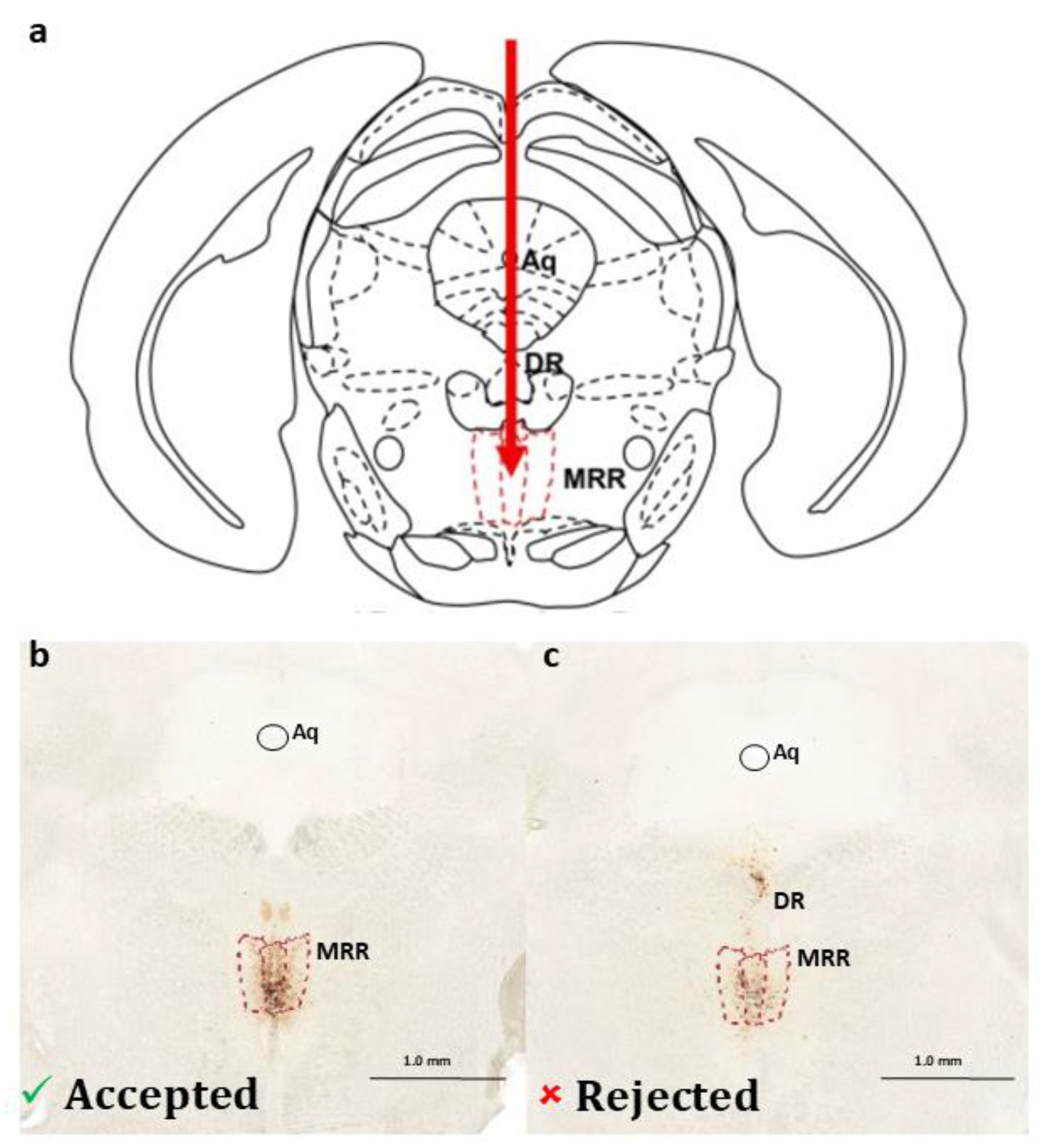 Ijms 25 04315 g007 Ijms 25 04315 g007