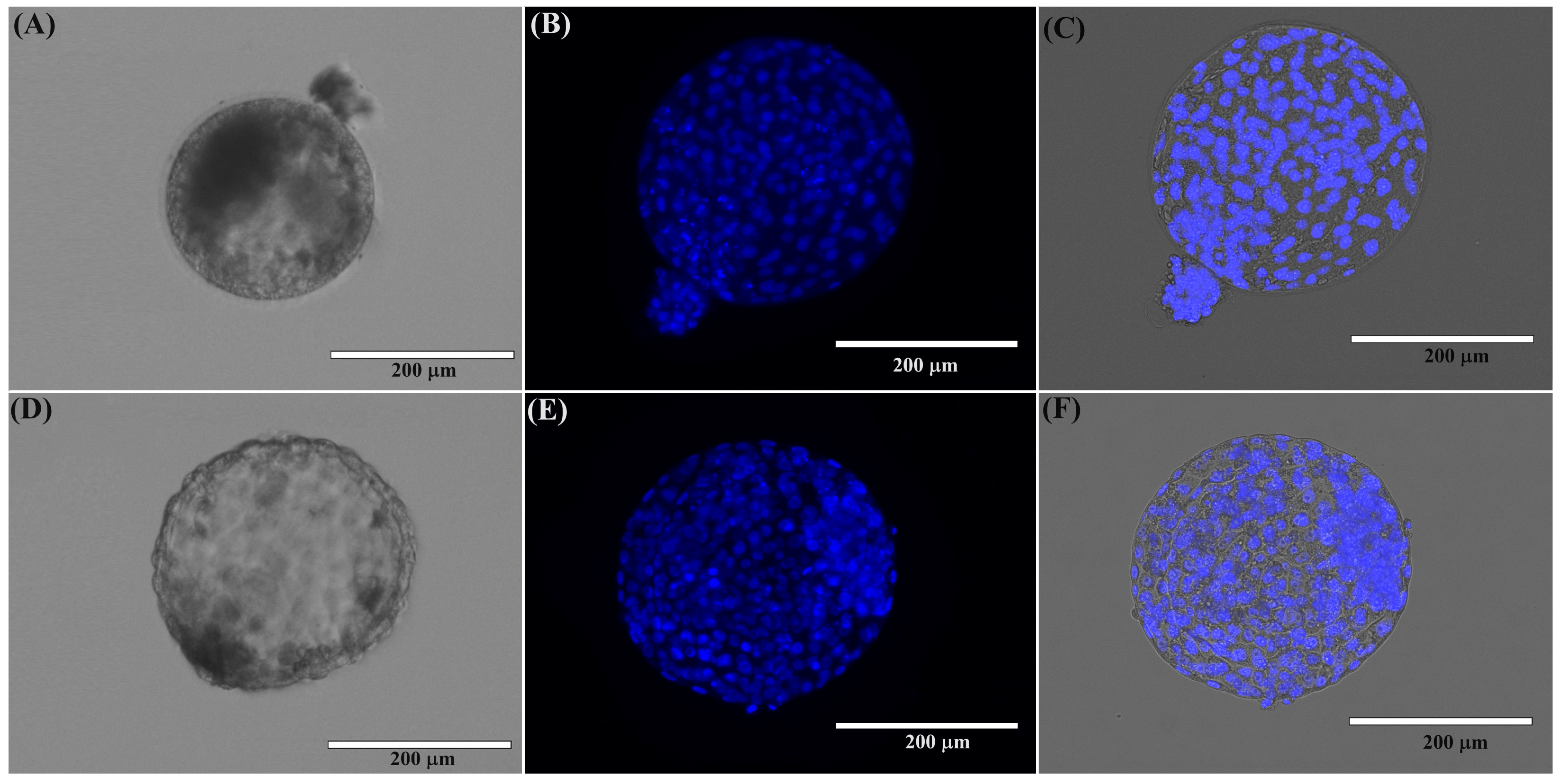 Ijms 25 04343 g001 Ijms 25 04343 g001