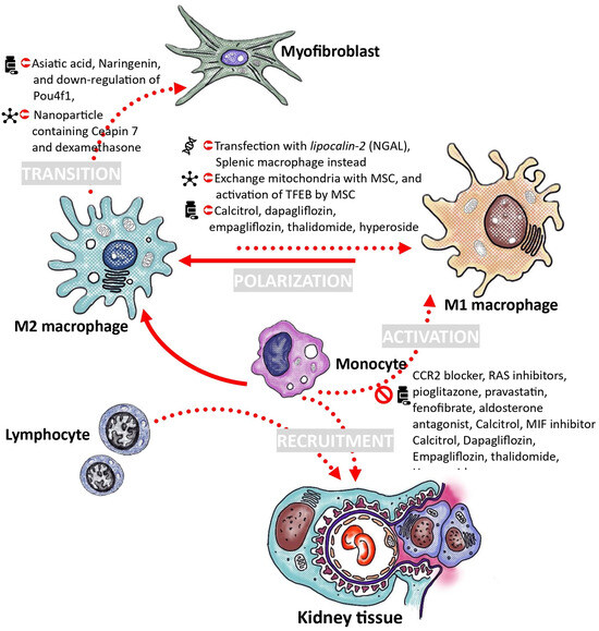7　Sサイズ Targeting Macrophages: Therapeutic Approaches in Diabetic