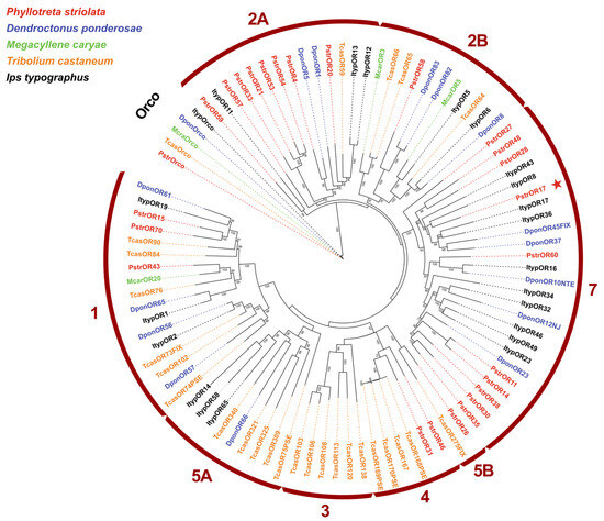 Antenna-Biased Odorant Receptor PstrOR17 Mediates Attraction