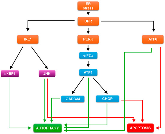 Second messenger 2'3'-cyclic GMP-AMP (2'3'-cGAMP): the cell