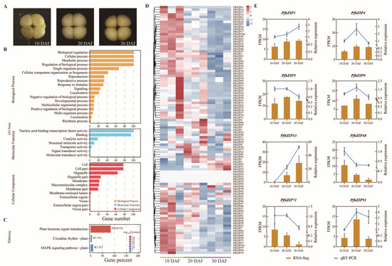 PfbZIP85 Transcription Factor Mediates ω-3 Fatty Acid-Enriched Oil