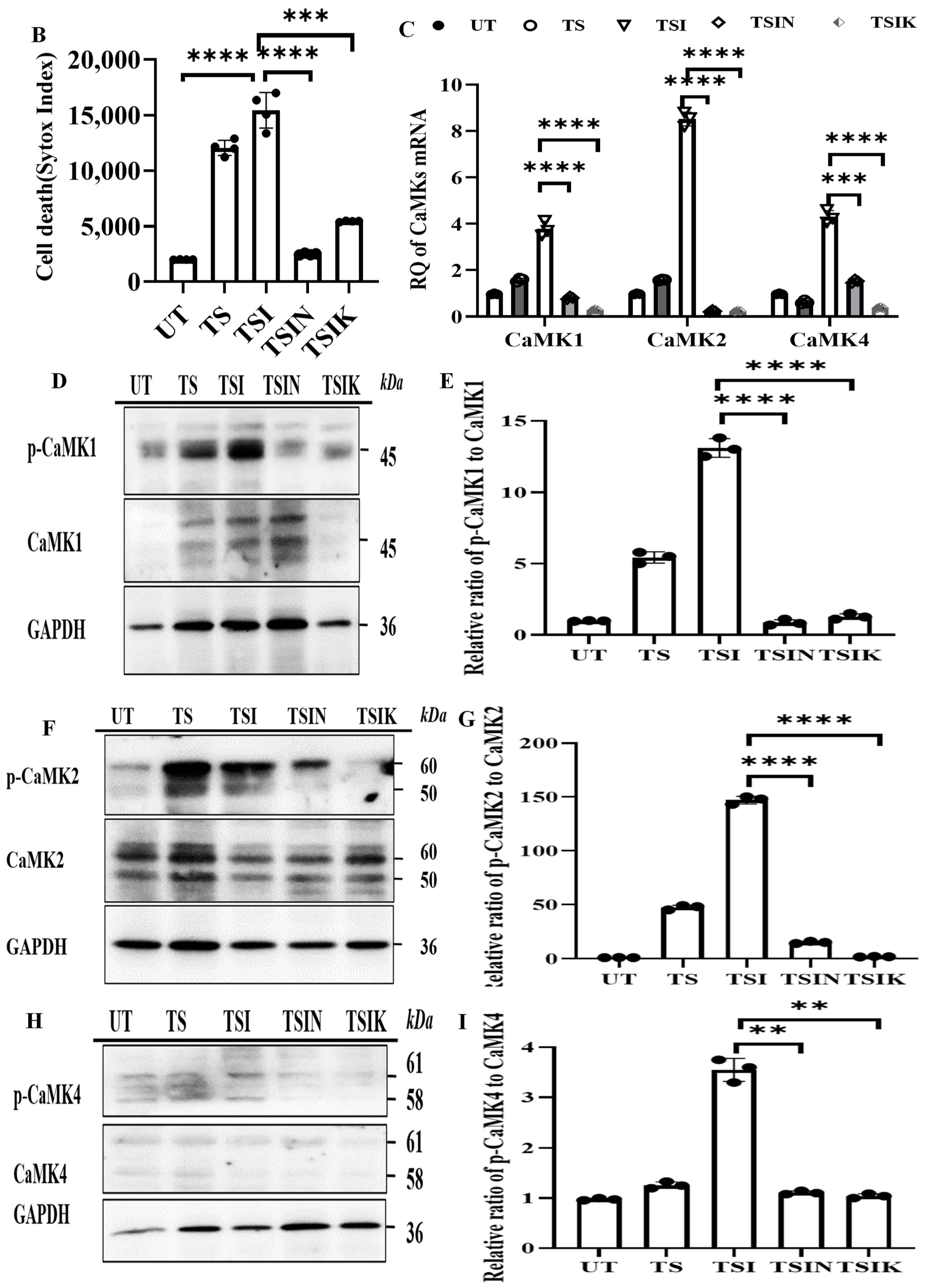 Ijms 25 04428 g001b Ijms 25 04428 g001b