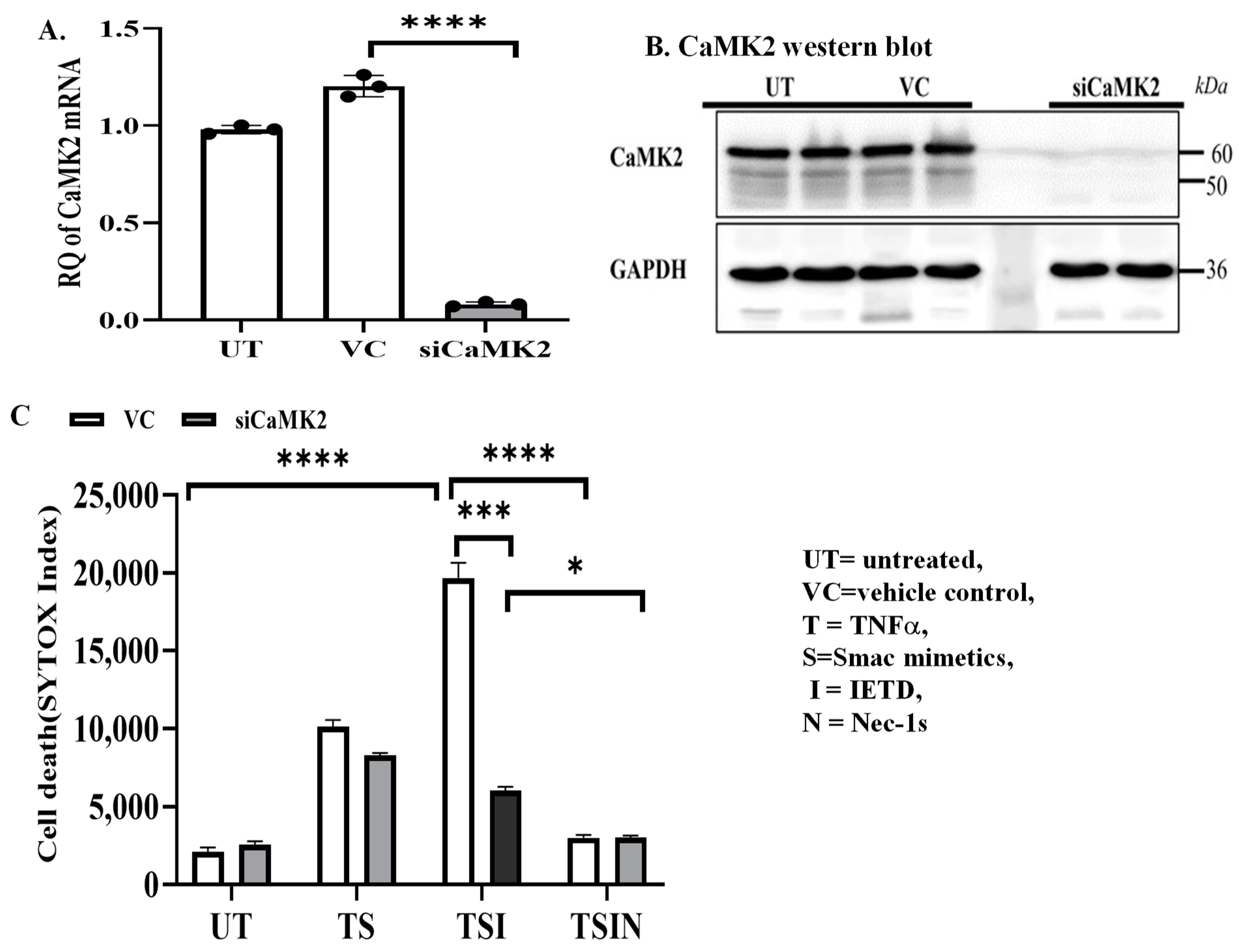 Ijms 25 04428 g002a Ijms 25 04428 g002a