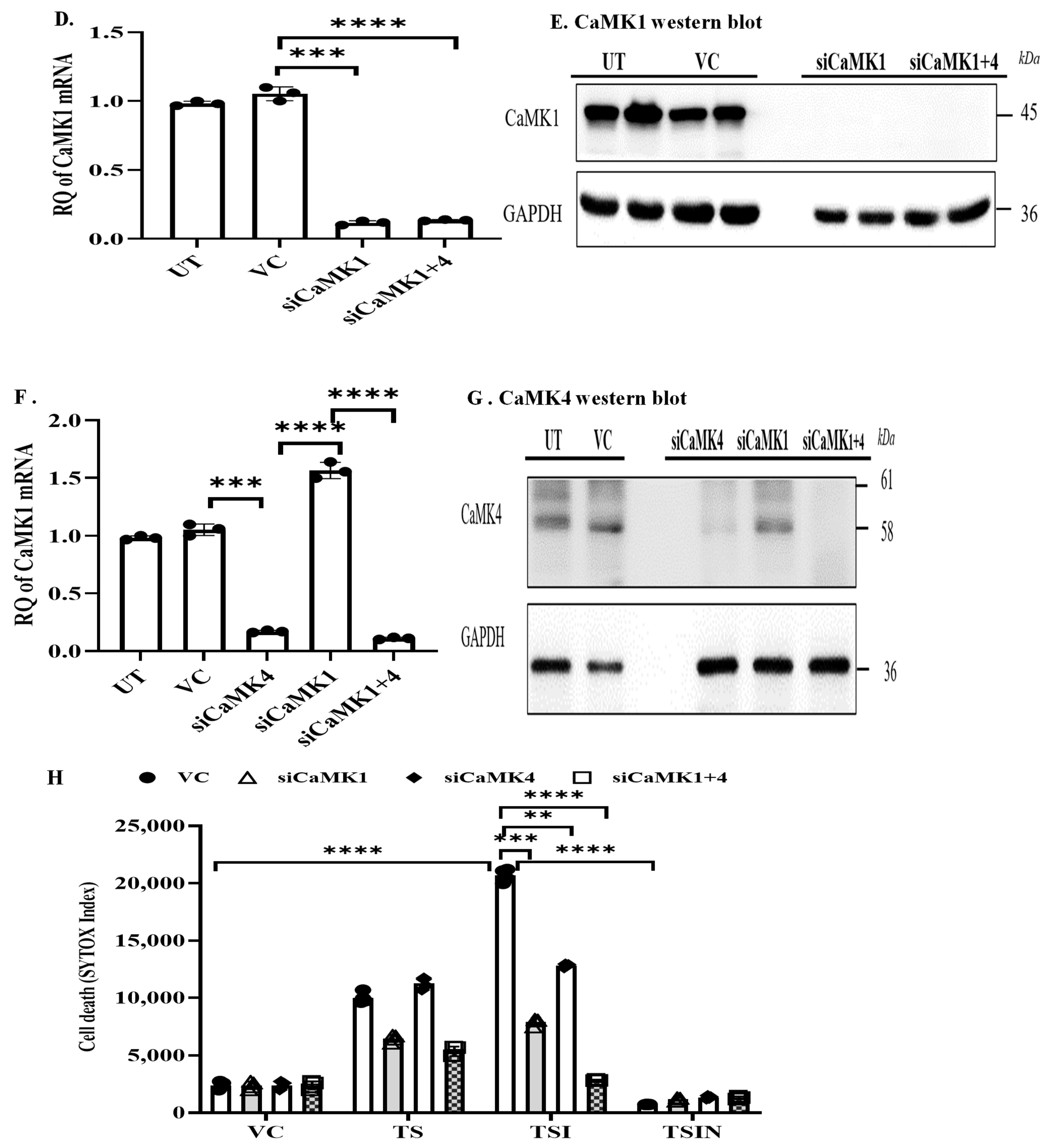 Ijms 25 04428 g002b Ijms 25 04428 g002b