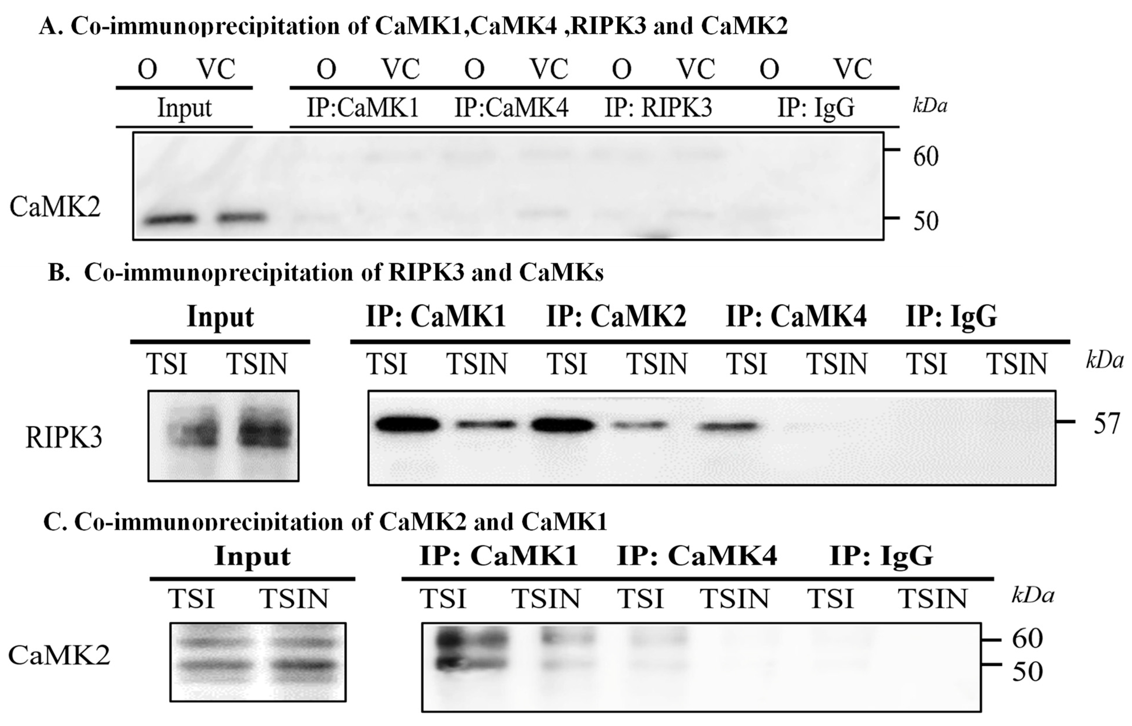 Ijms 25 04428 g003a Ijms 25 04428 g003a