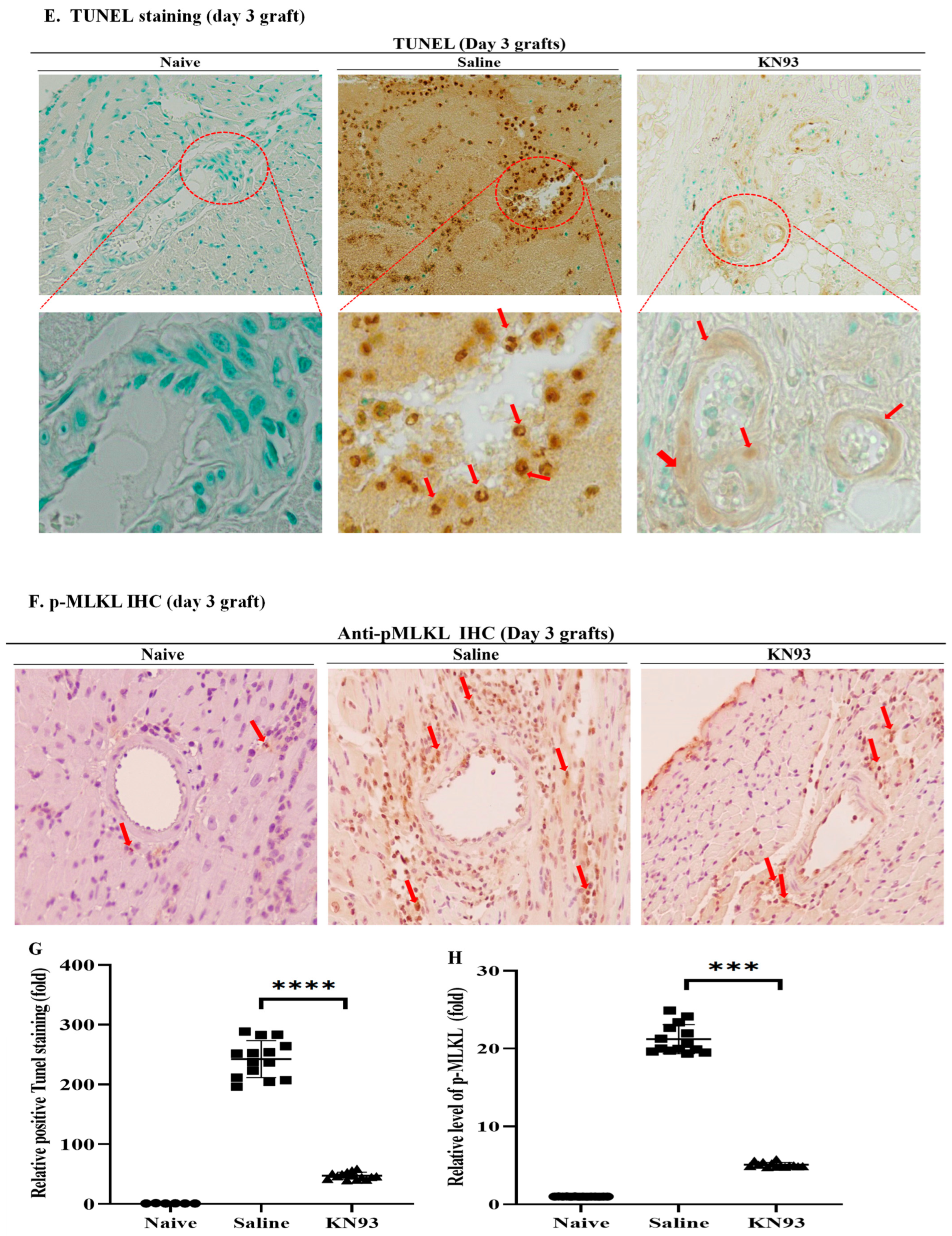 Ijms 25 04428 g007b Ijms 25 04428 g007b