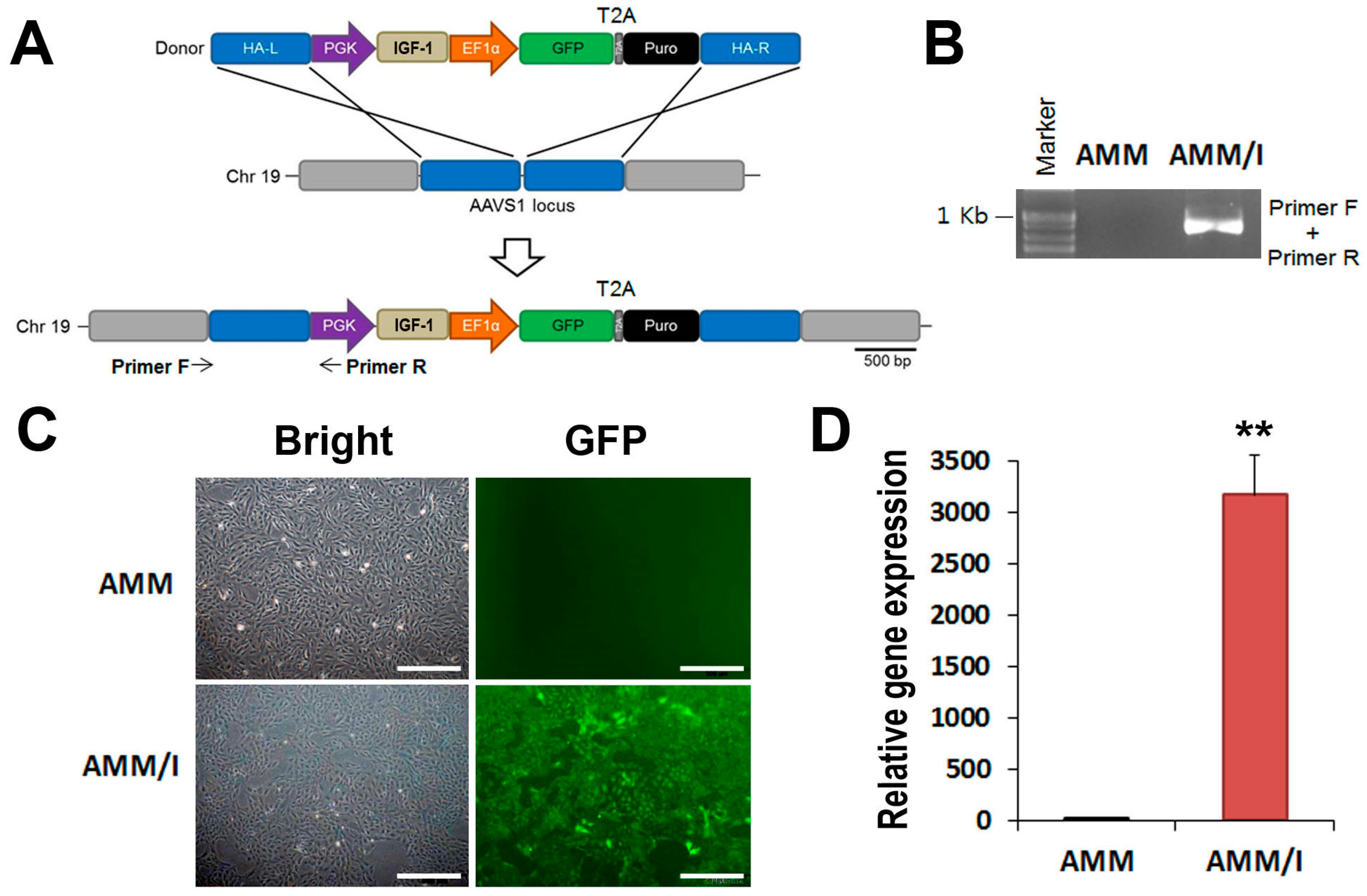Ijms 25 04442 g001 Ijms 25 04442 g001